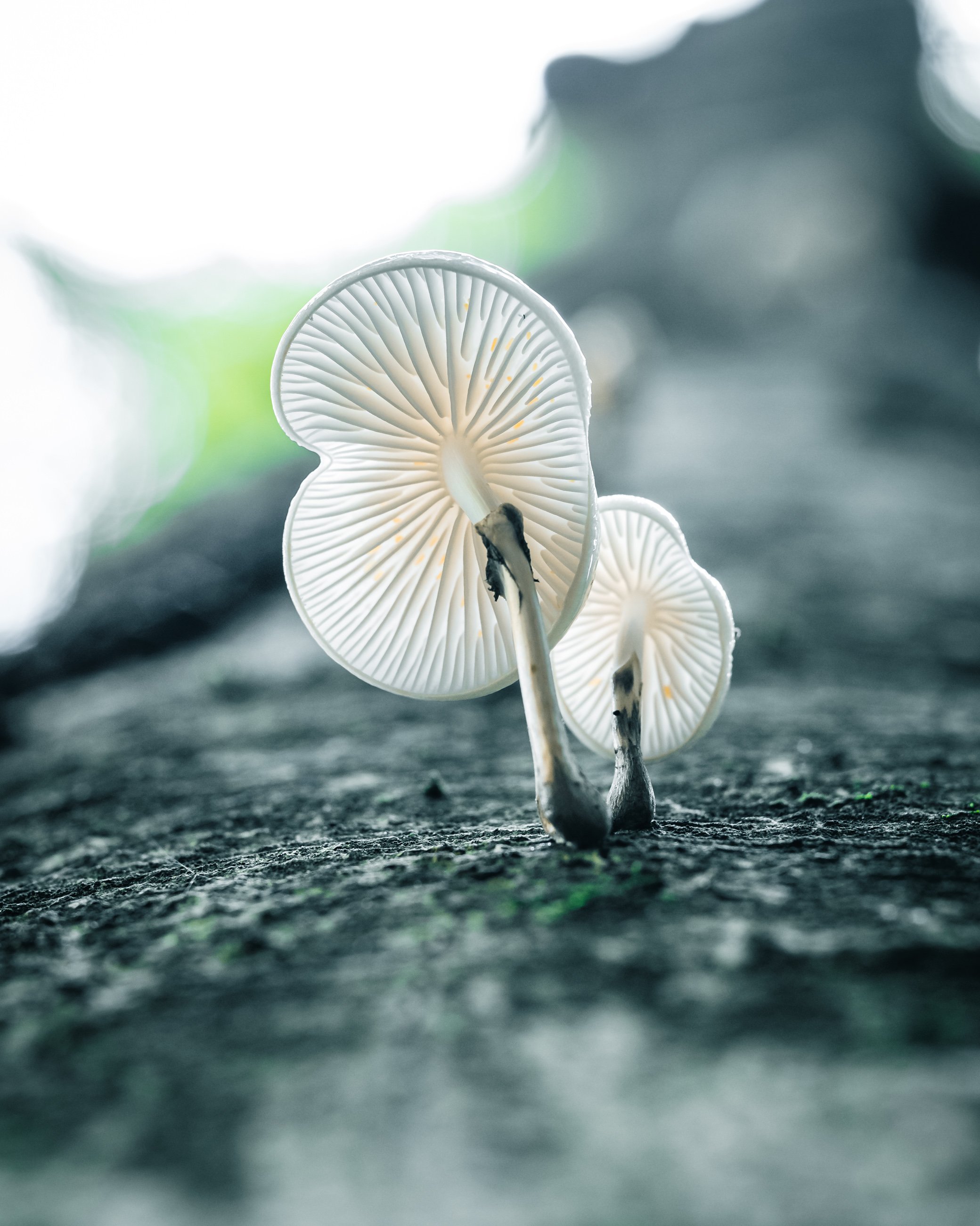 Close-up of two white mushrooms growing on a dark log with blurred background.