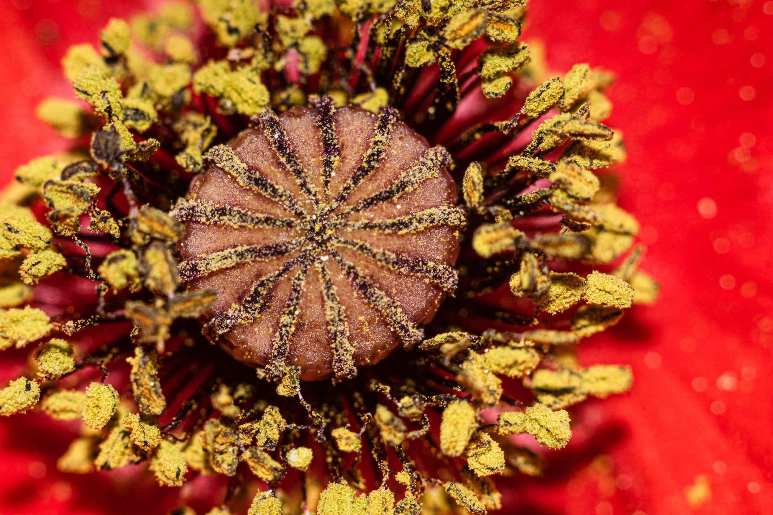 Close-up of a red flower's center showing yellow pollen-covered stamens and a brown central pistil.