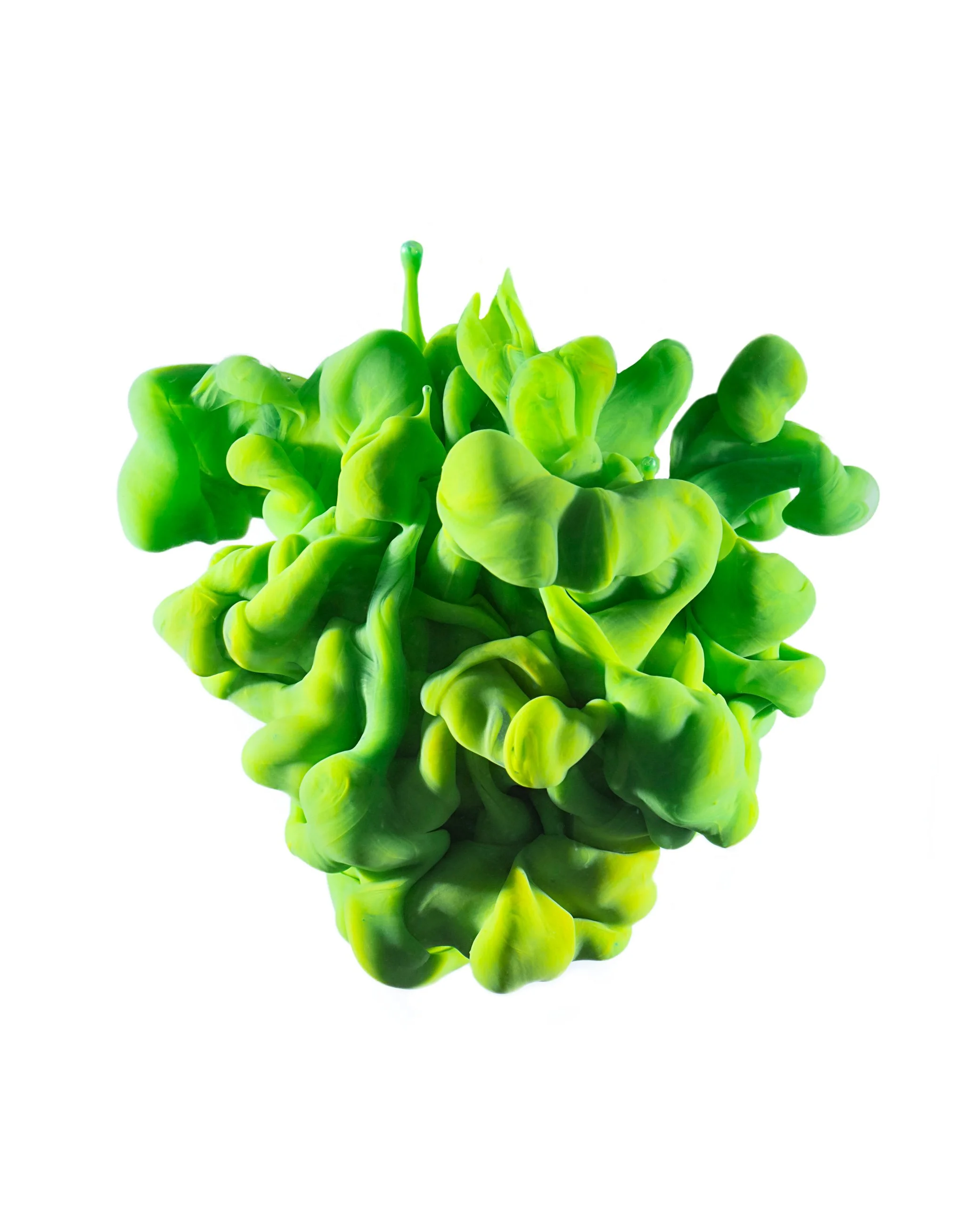 Bright green lettuce with ruffled leaves isolated on a white background.