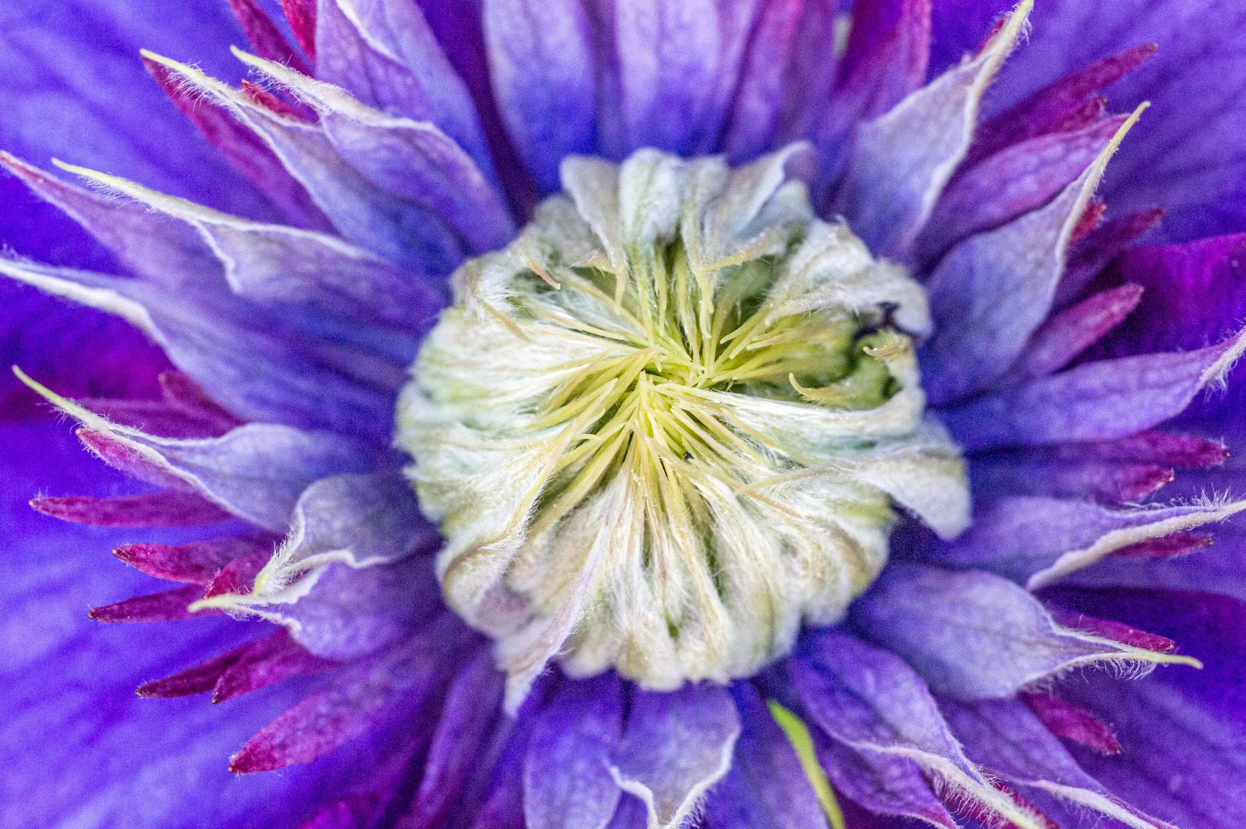 Close-up of a purple flower's center, showing greenish-yellow inside petals and purple petals with white and pink accents.