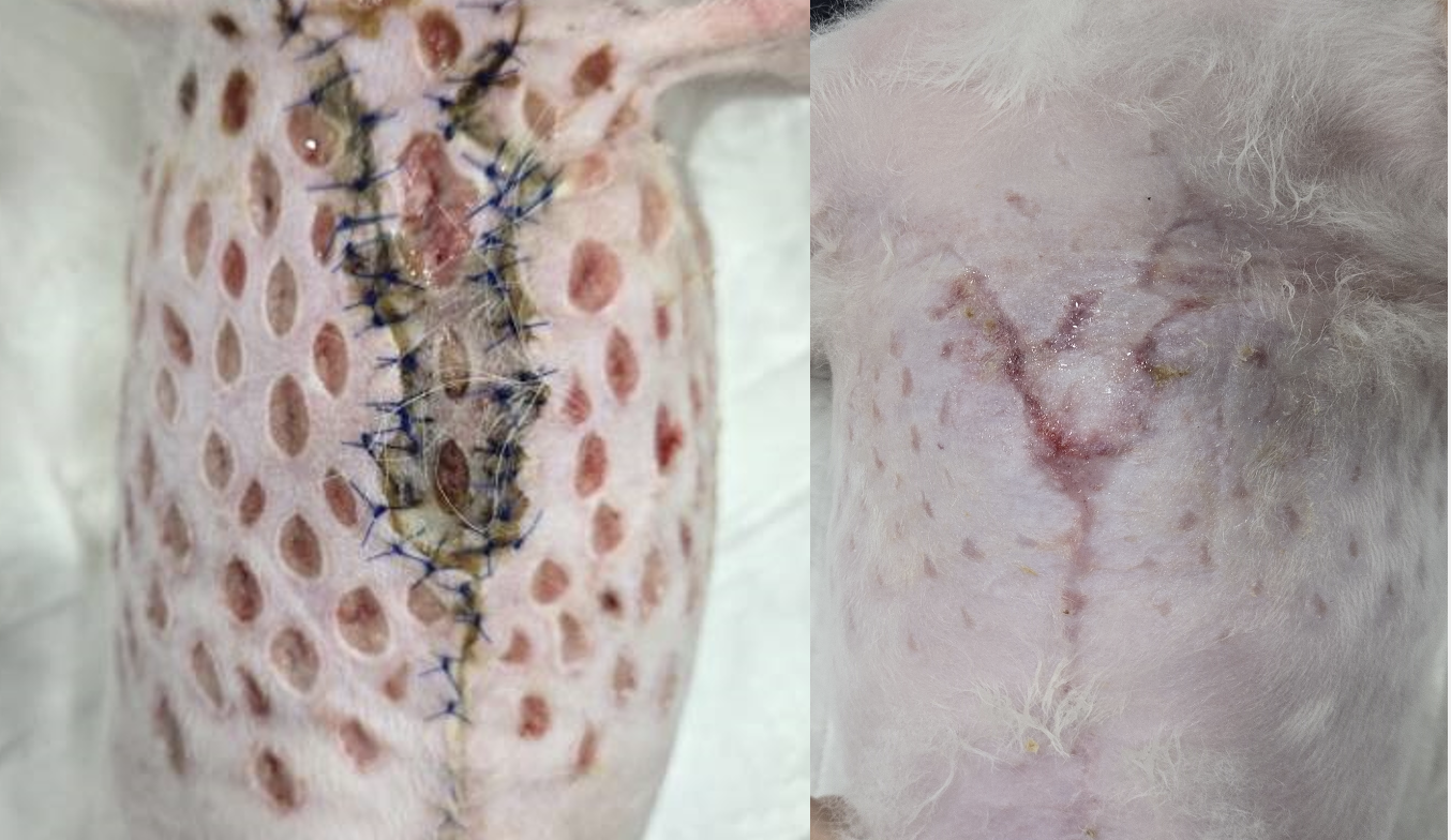 13-year-old Pomeranian status post total mastectomy complicated by flap necrosis during recovery. The dog received 6 VetEase treatments over 4 weeks.
