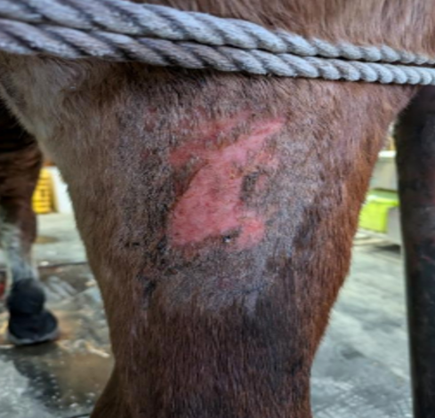 Equine Wounds