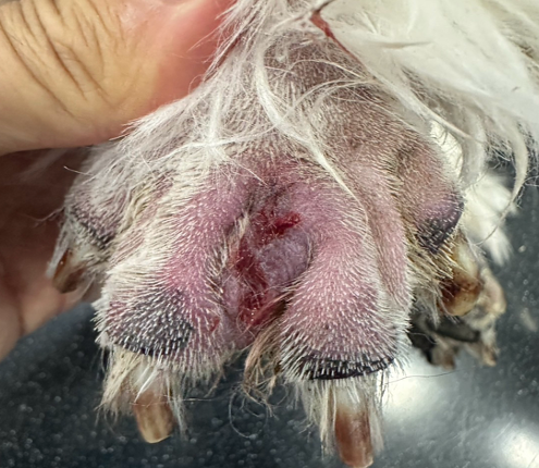 Interdigital Lesions