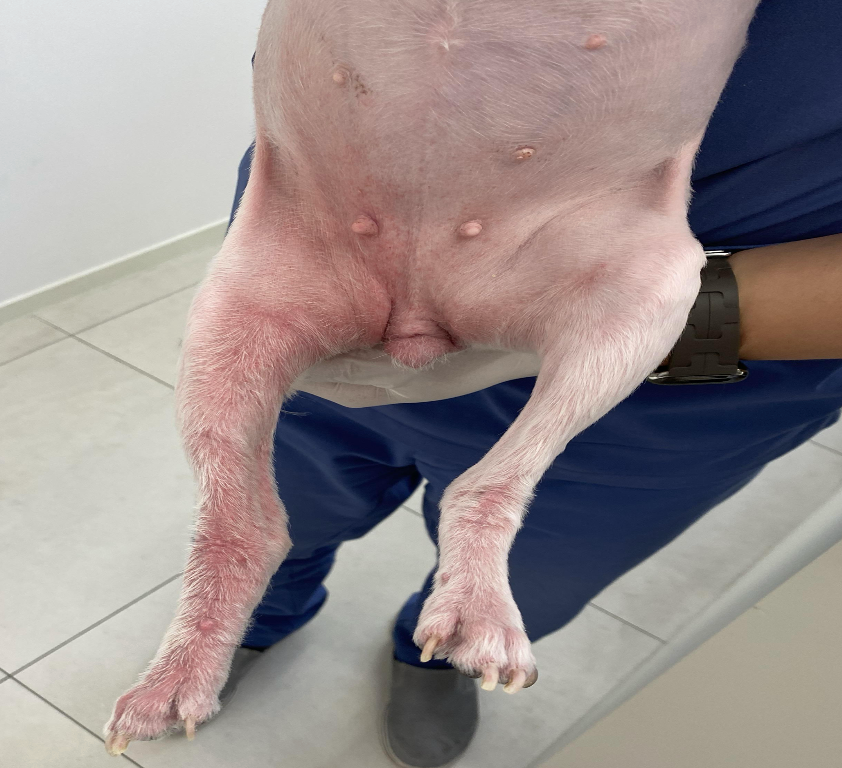 Chronic Allergic Dermatitis