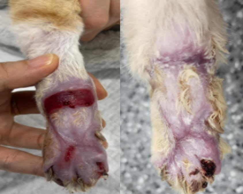 Senior cat suffered a traumatic soft tissue wound. Underlying health issues led to Rx contraindications. The cat received 4 VetEase treatments over 2 weeks.