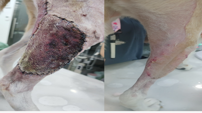 14 year old neutered beagle post right hind STS resection with graft. Developed graft inflammation, and pigment changes. Dog received 6 VetEase sessions over 3 weeks 