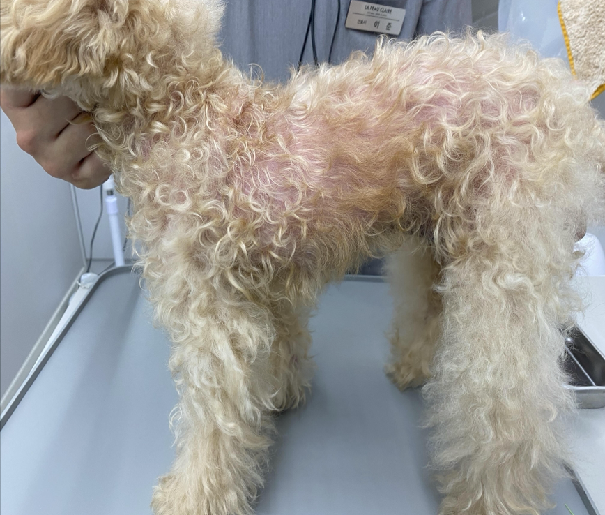 Allergic Dermatitis with Hair Loss