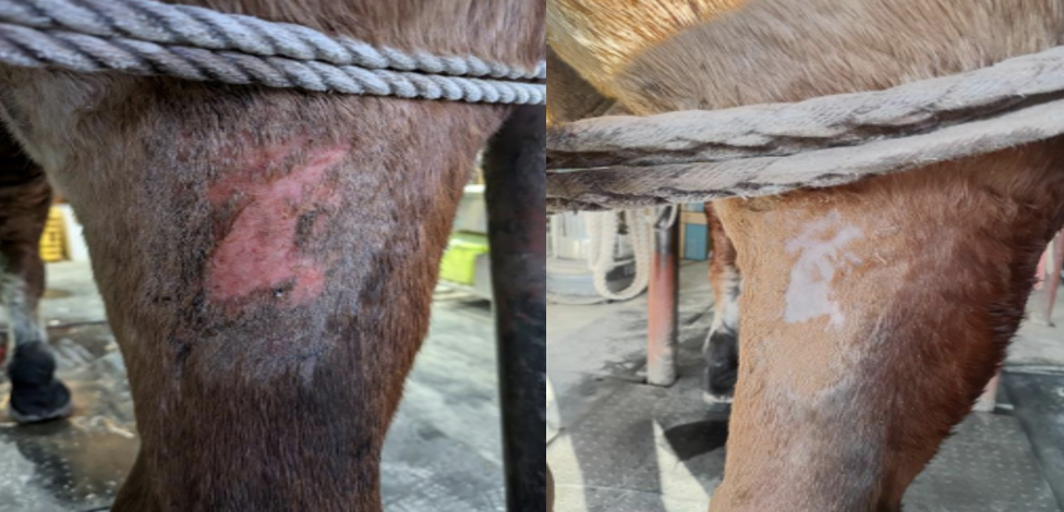 Female draft horse presenting with a traumatic abrasion to the hind limb and persistent local irritation. The patient received 6 VetEase treatments over 3 weeks.