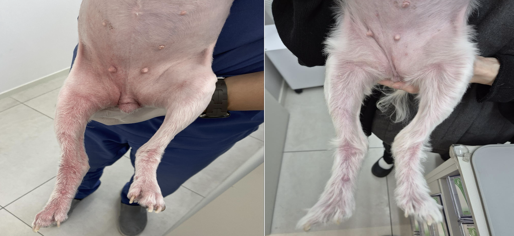 11-year-old spayed Maltese with hind limb lichenification and alopecia secondary to chronic allergic dermatitis. VetEase protocol was 6 total treatments over 6 weeks.