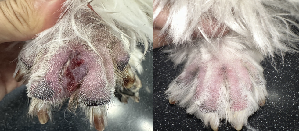15-year-old neutered Westie presenting with recurrent paw skin lesions and severe pain-associated lameness. VetEase protocol was 4 treatments over 4 weeks. 