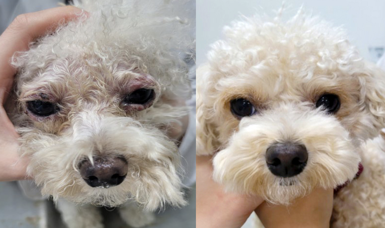 2-year-old neutered female Poodle presenting with blepharitis with steroid contraindications. VetEase was applied 4 times over 4 weeks. 