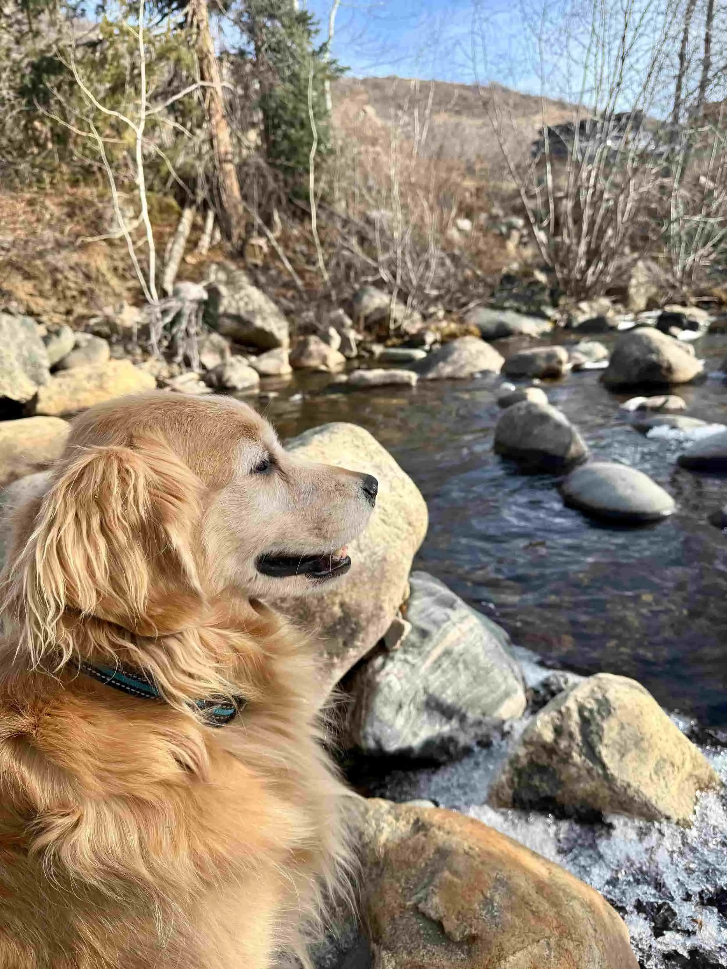 A golden retriever dog sitting by a rocky stream in a natural outdoor setting.