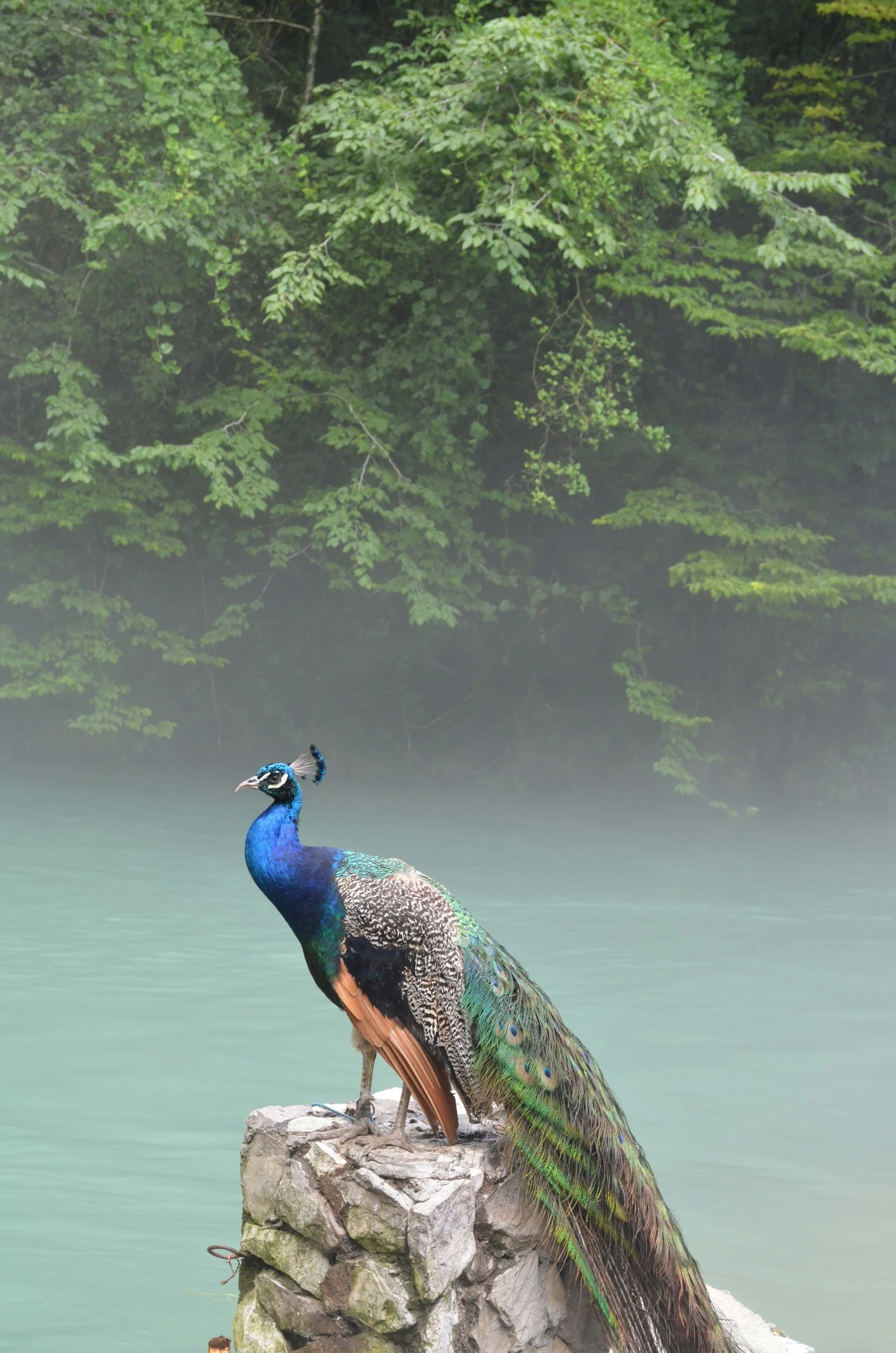 A colorful peacock perched on a rock near a body of water with a background of green, leafy trees and mist.