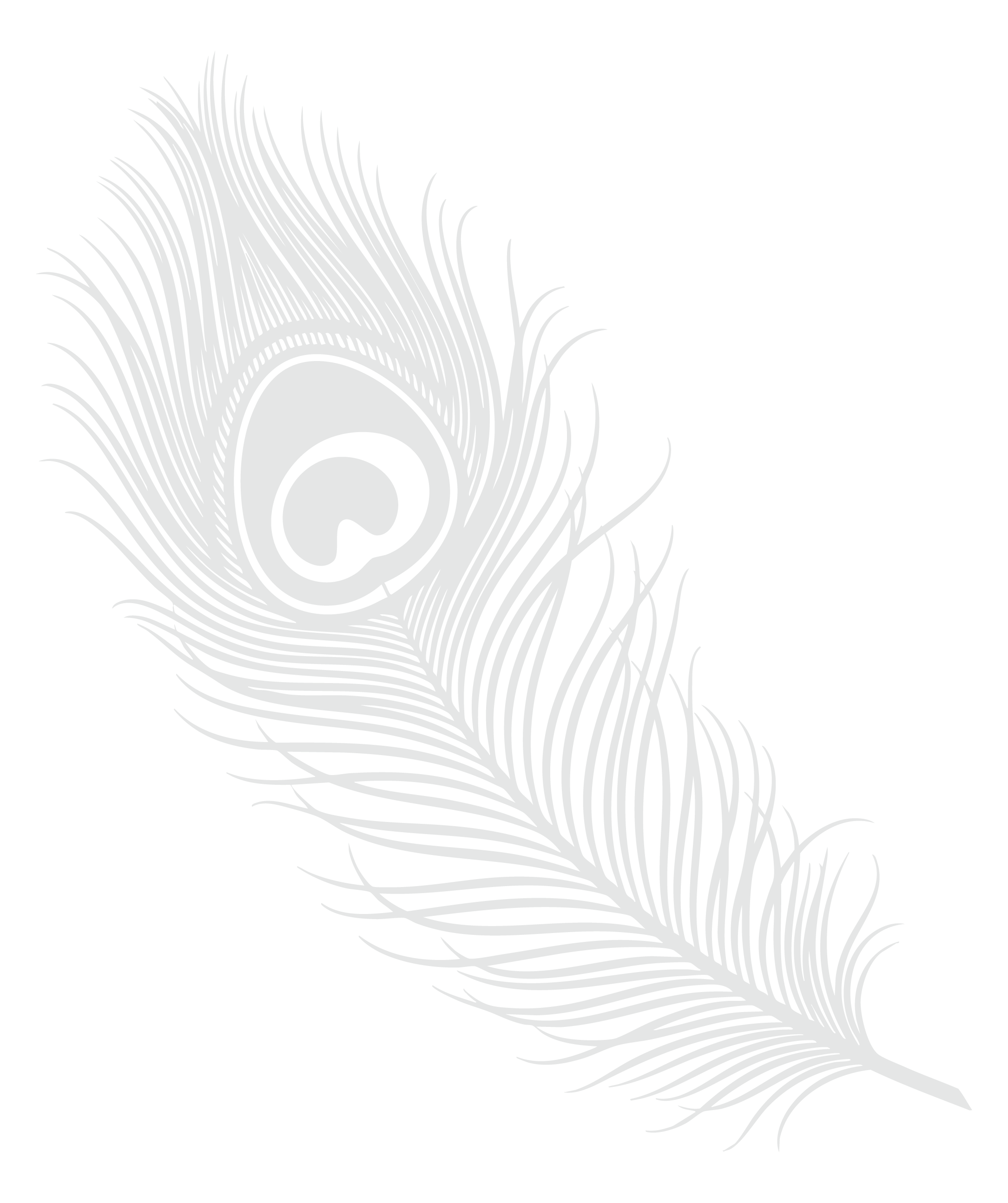A detailed illustration of a peacock feather in shades of gray on a black background.