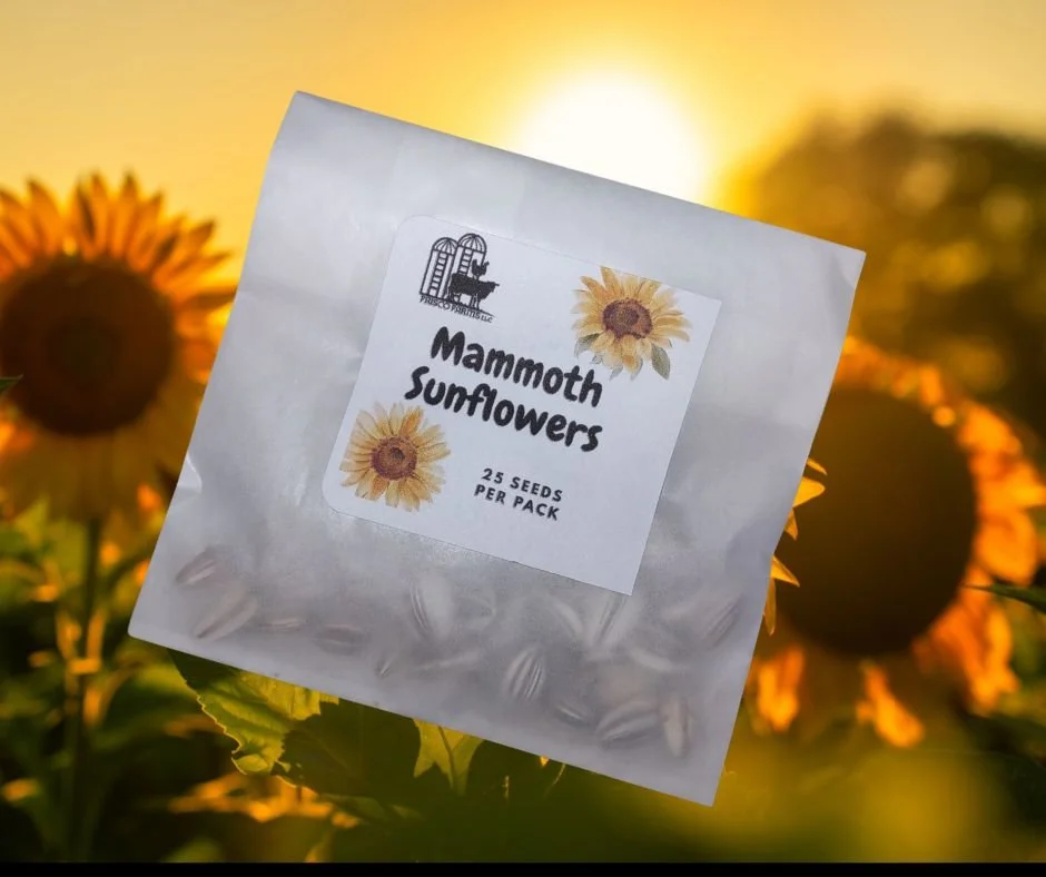 Mammoth Sunflower Seeds