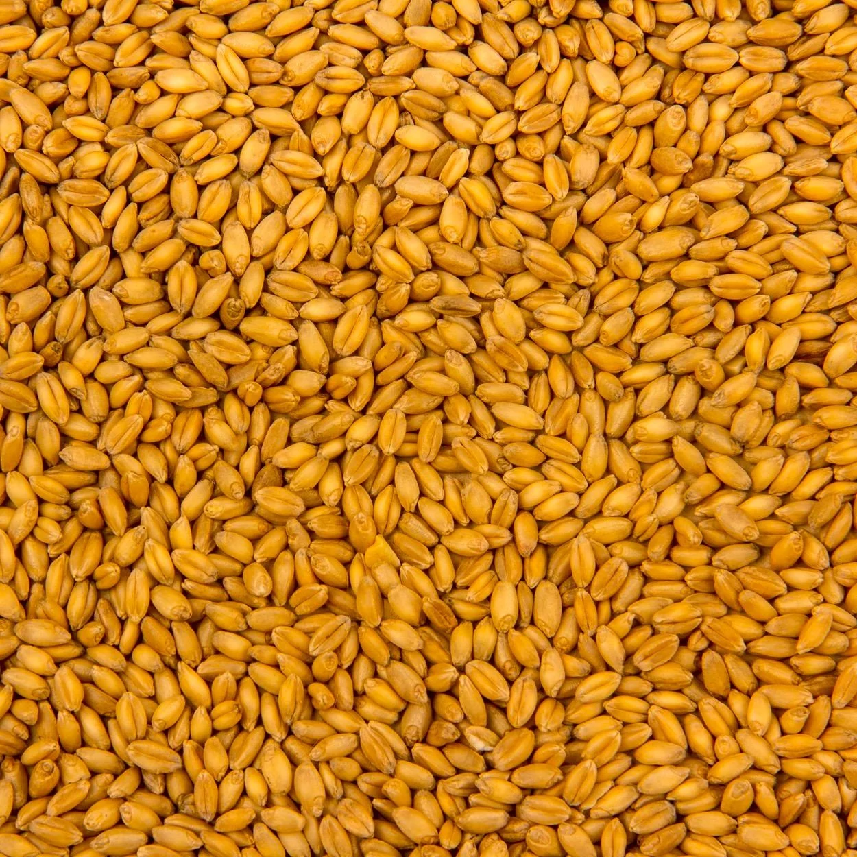 Hard Red Wheat Grain
