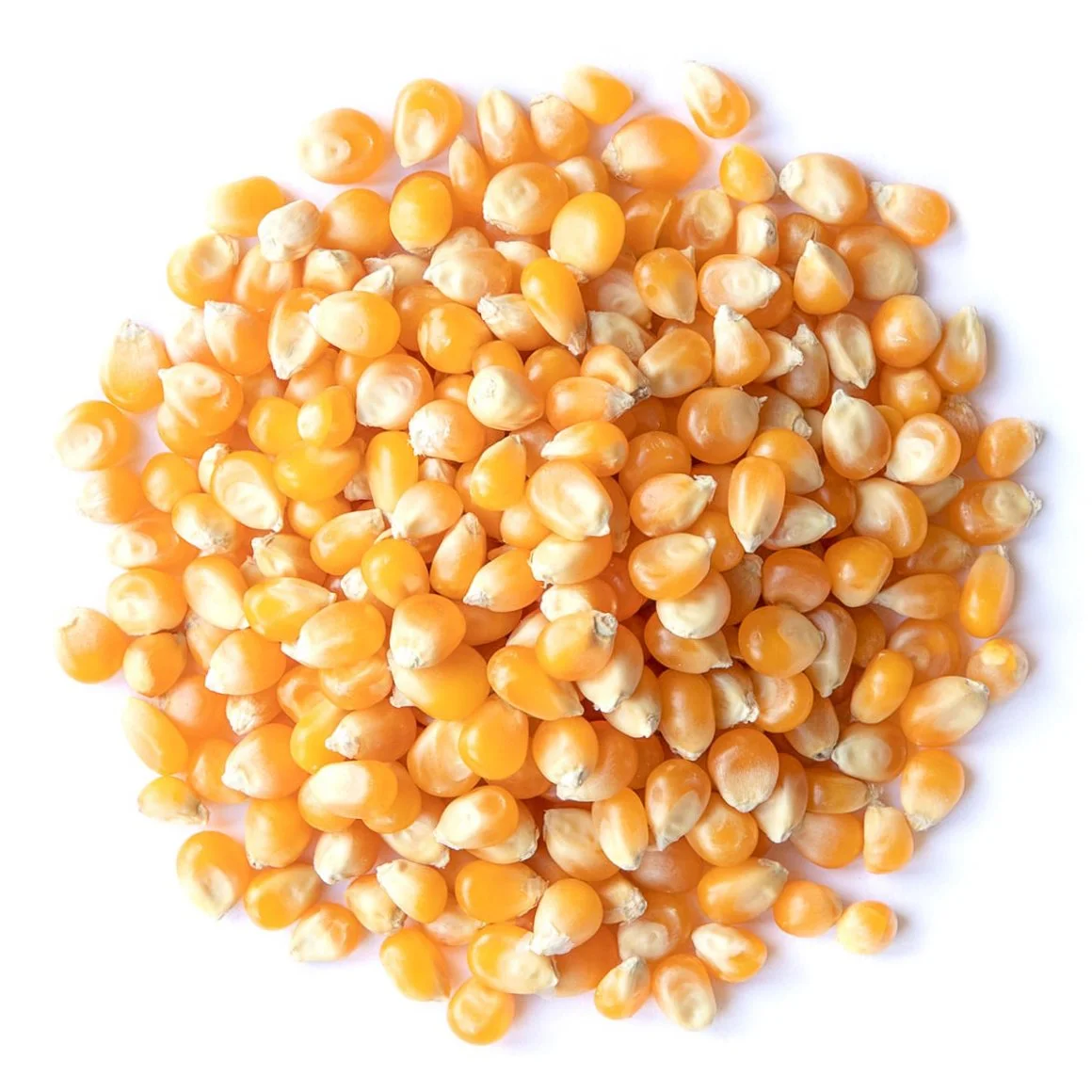 Popcorn (Yellow)