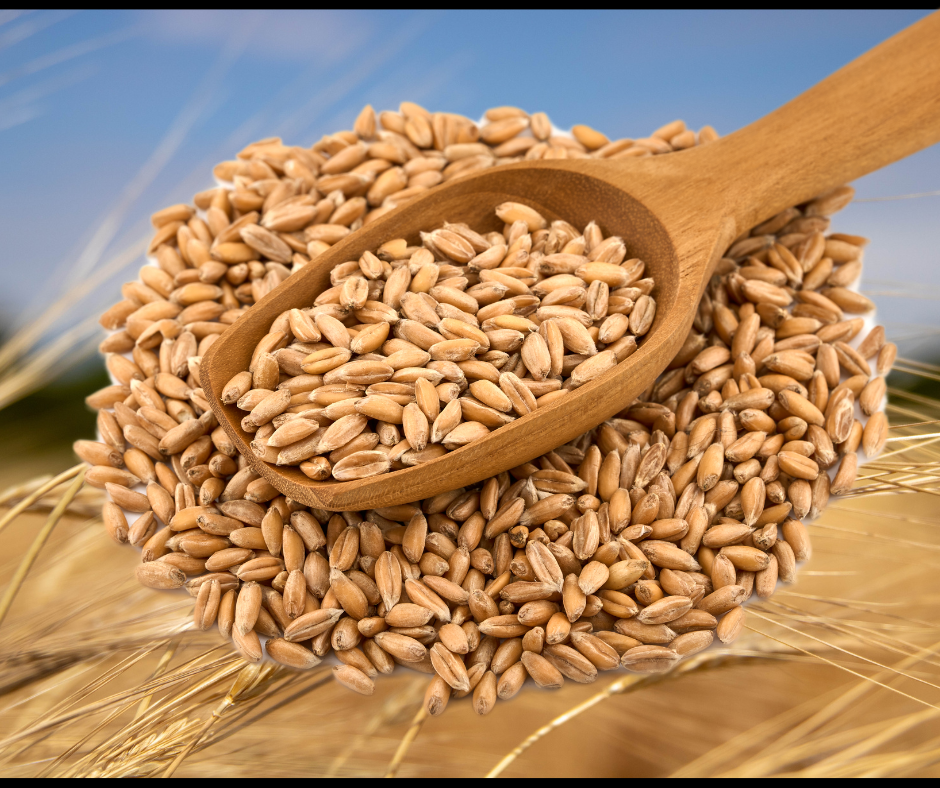Pearl Barley Grain