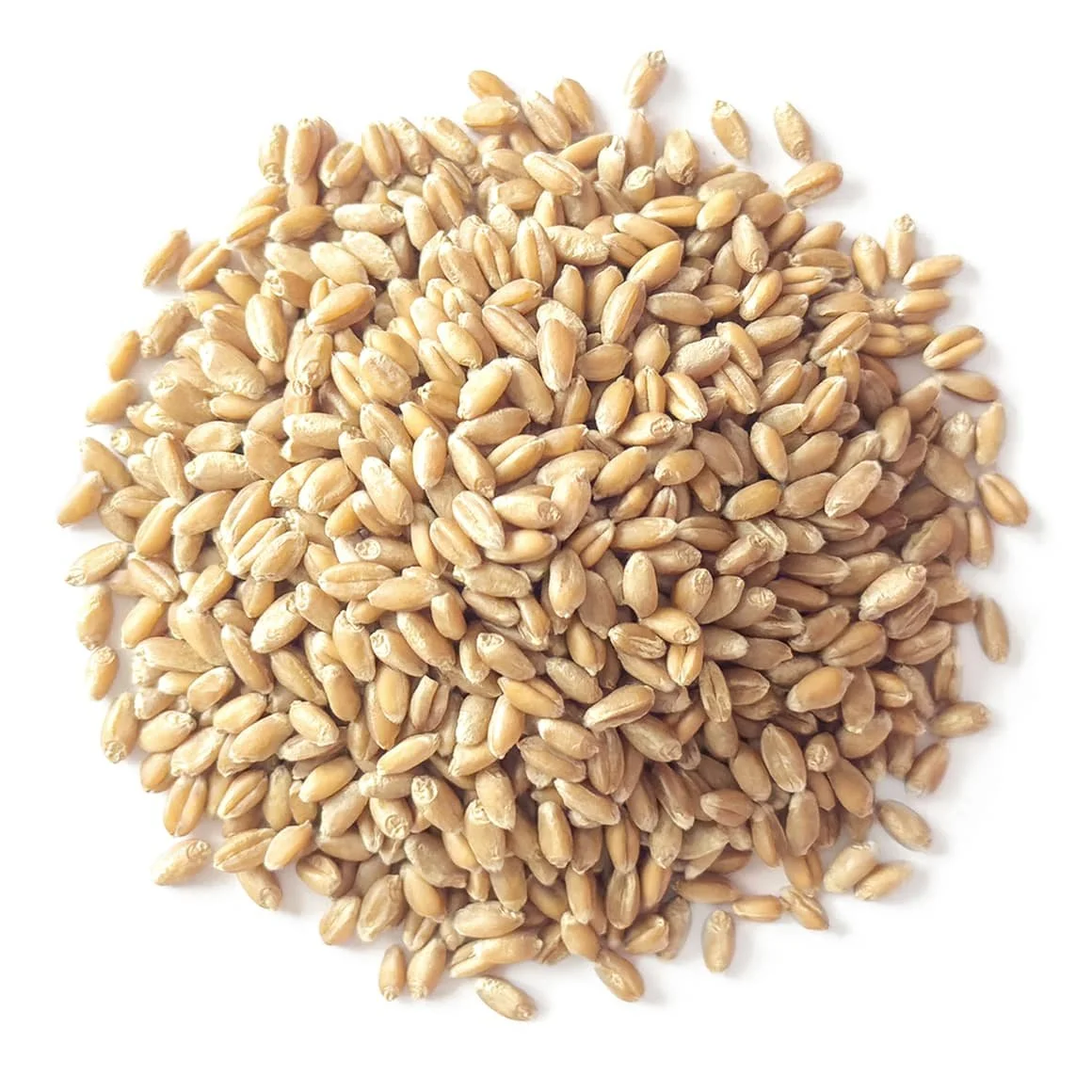 Soft White Wheat