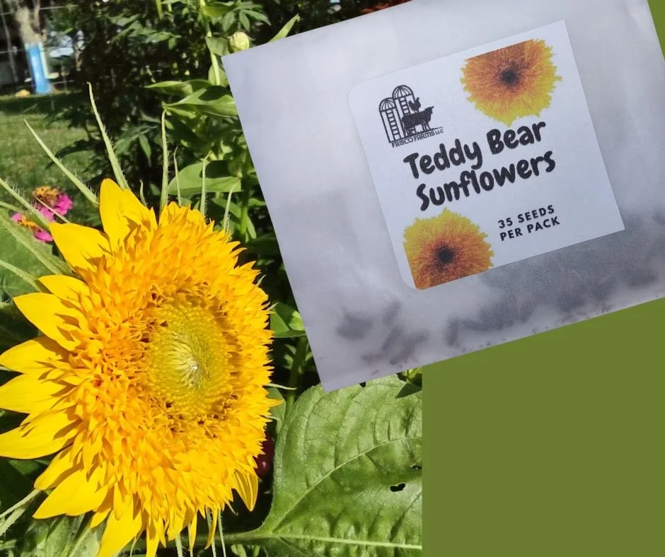 Teddy Bear Sunflower Seeds