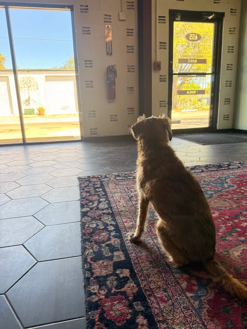 A dog sitting on a rug inside Reverie Room