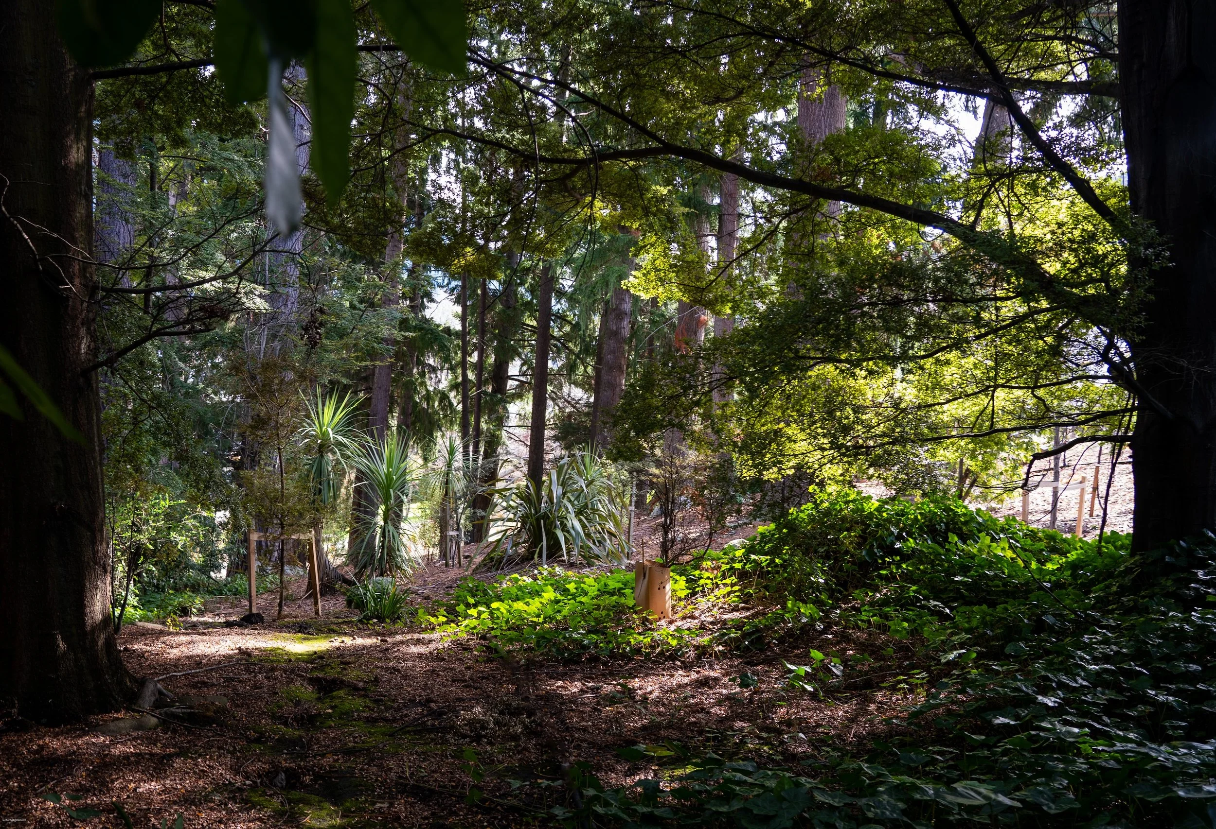 Central Otago Reserve Conifer Succession Plans
