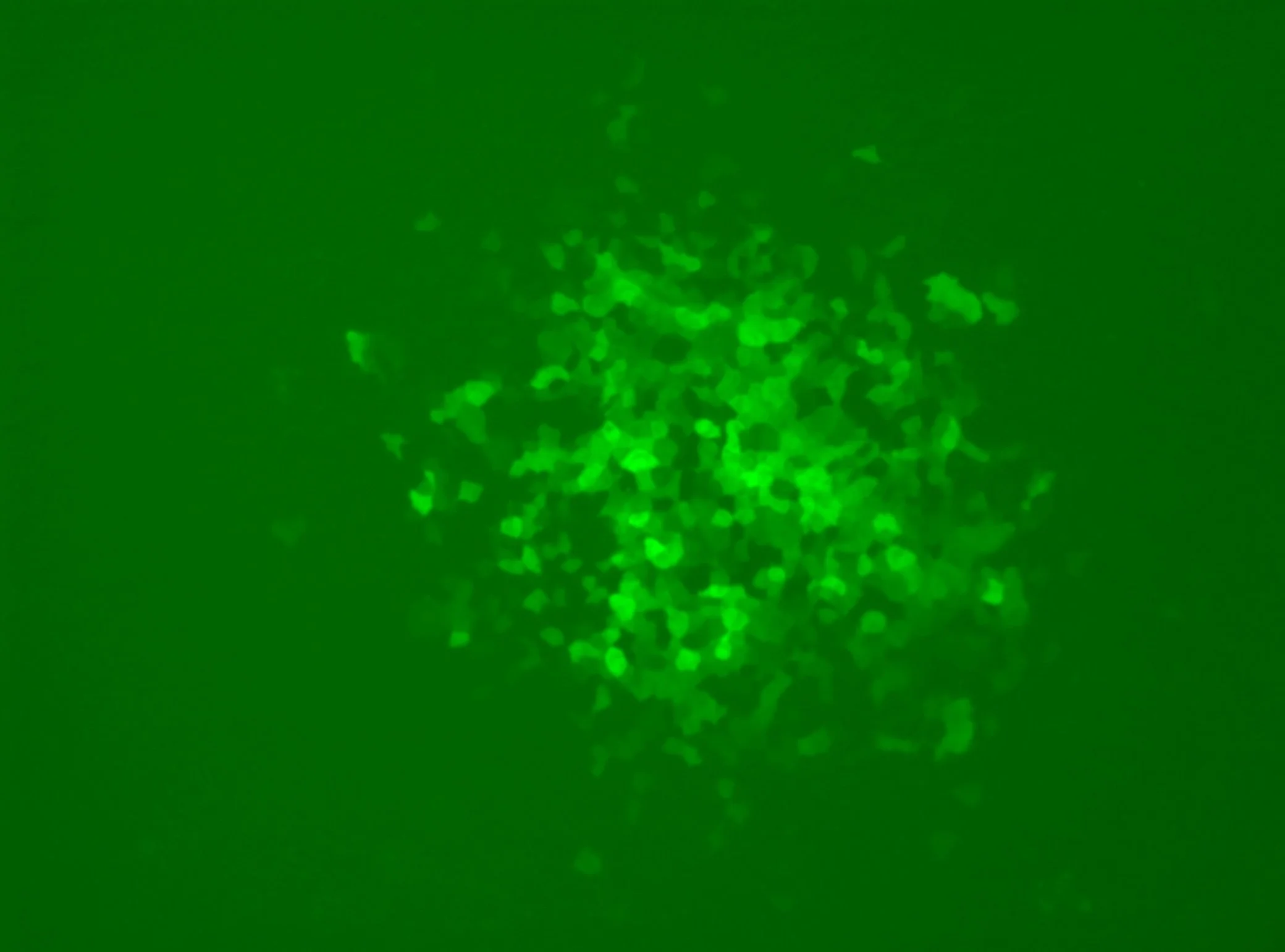 Green laser light with scattered bright green dots.