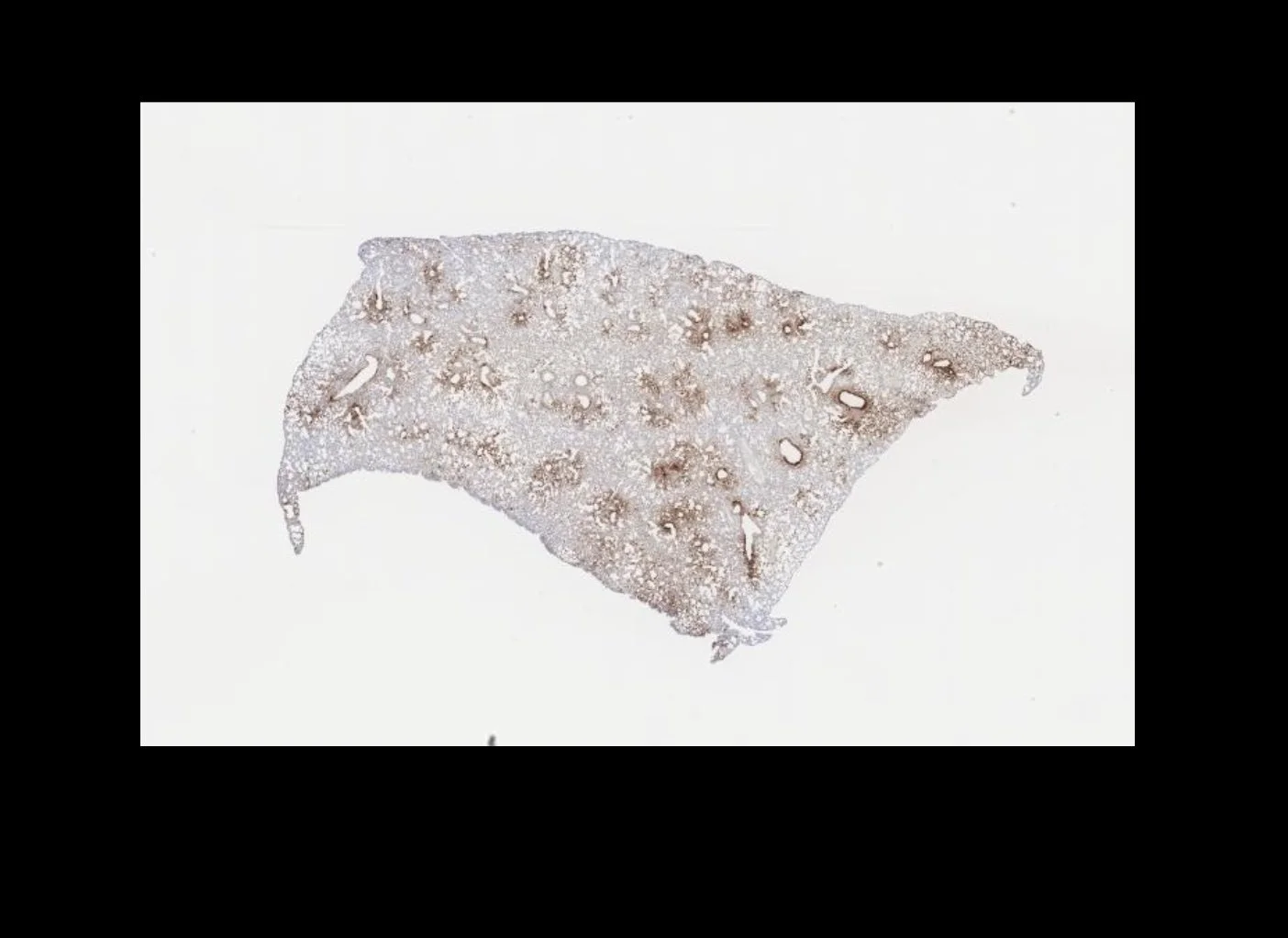 Microscopic view of a tissue sample with cells and porous structure.