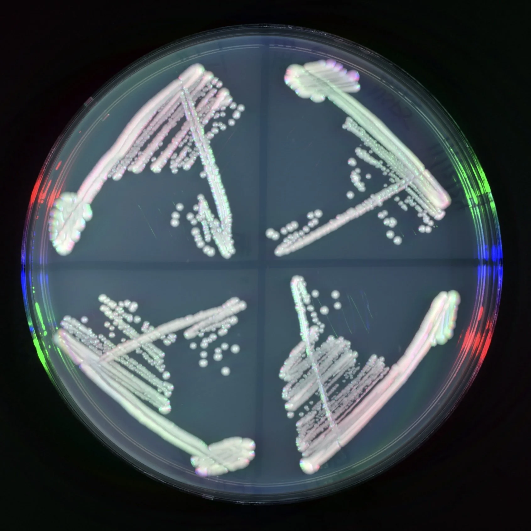A Petri dish containing four sections with bacterial streaks and colonies, illuminated under a light that shows colorful reflections.