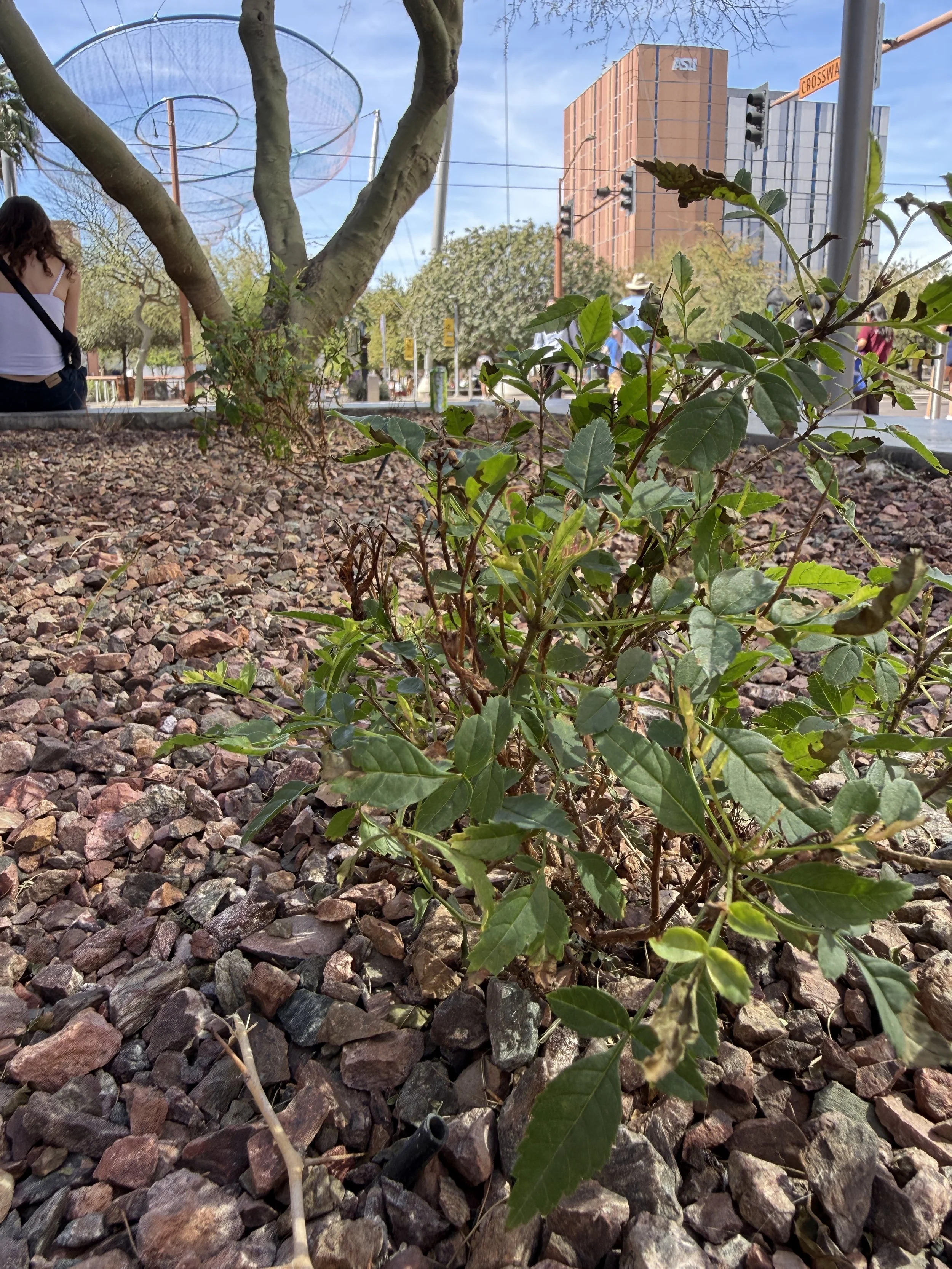 The plant sits in a rock 