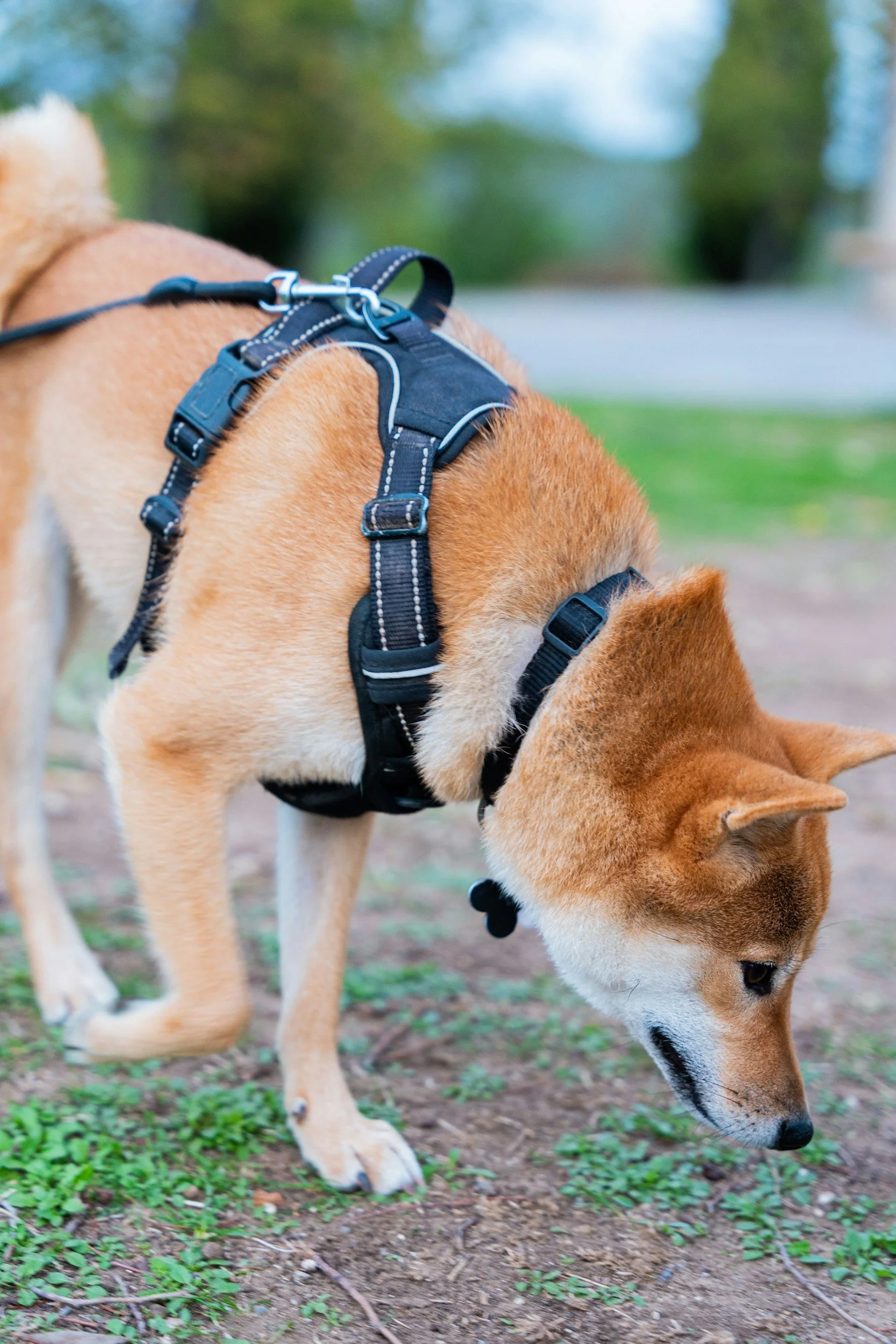 What Happens During a Canine Mold Inspection?