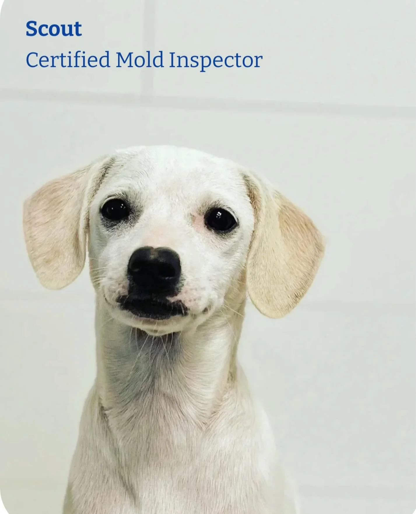At the heart of our work is a trusting partnership between our highly trained canine and their handler, allowing our team to detect hidden mold with precision and accuracy, surpassing traditional methods of visual detection and air samples alone.

Me