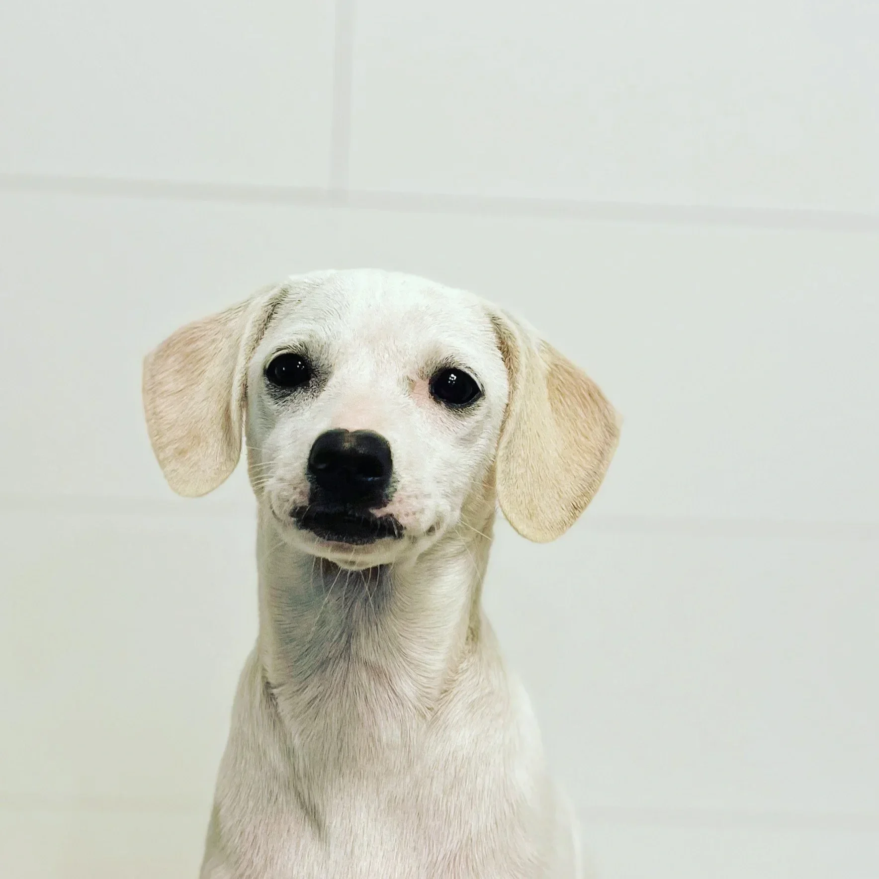 Adorable white dog with floppy beige ears and black nose, looking directly at the camera, against a plain light background.