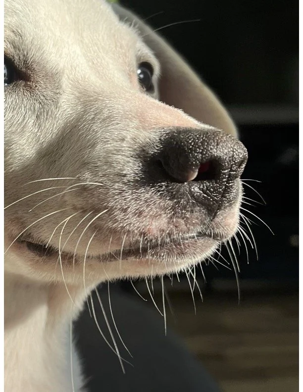 Is Canine Mold Detection Safe for the Dog?