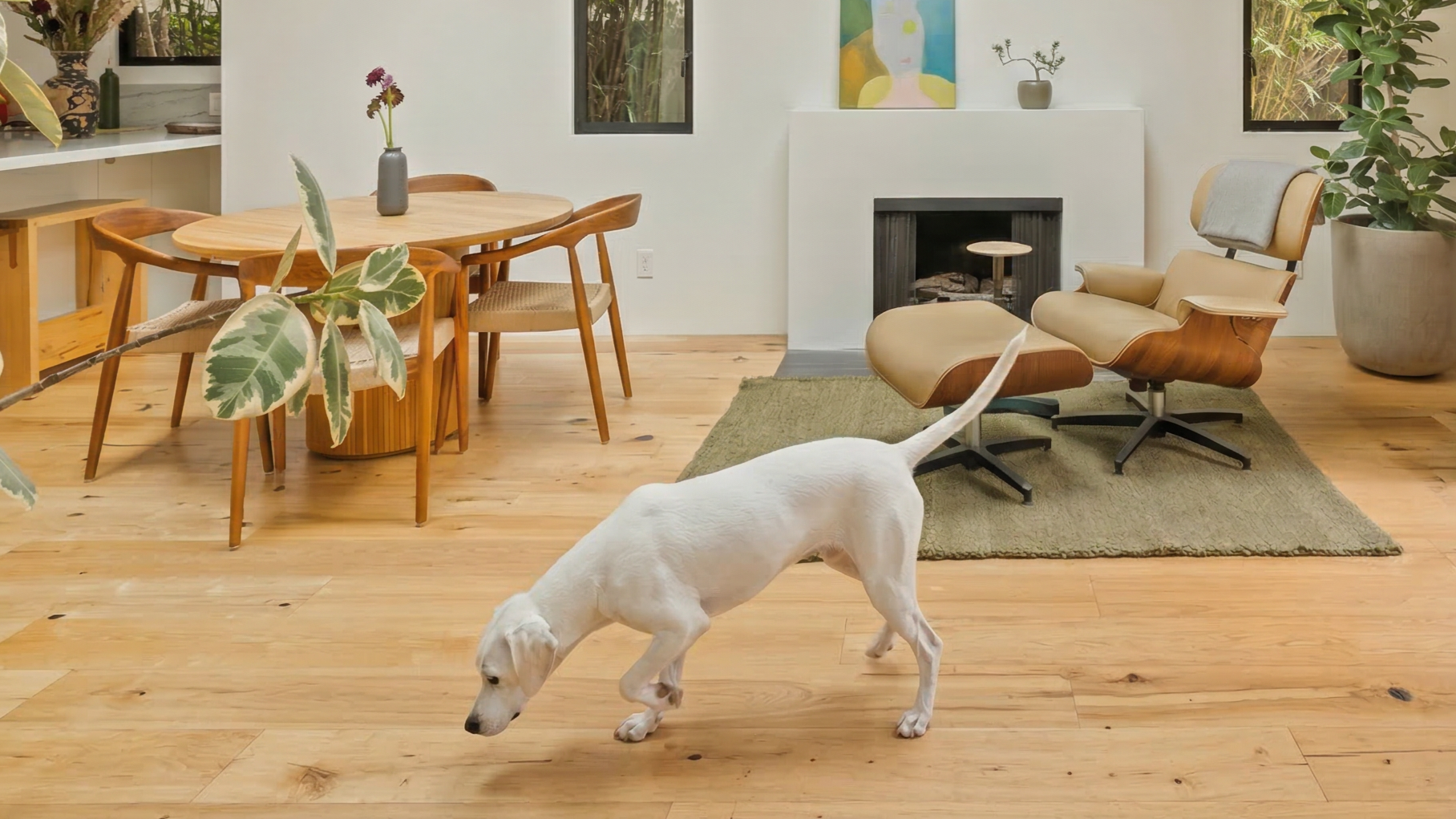 Interior of a modern living room with wooden flooring, a dining table with four chairs, a white armchair with a matching ottoman, a rug, a fireplace, two windows, wall art, and houseplants, with a white dog sniffing the floor.