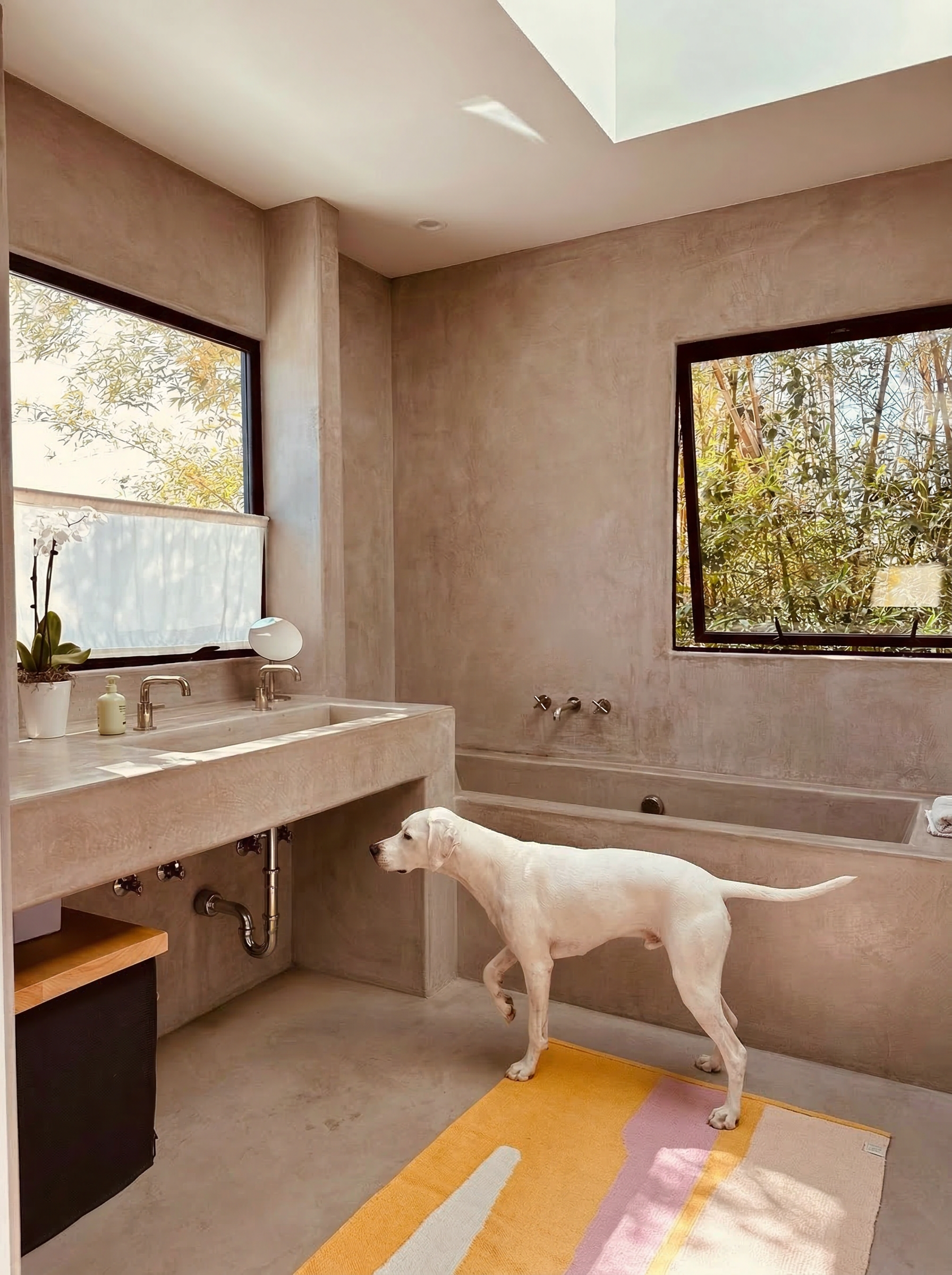 A dog standing on a multicolored bath mat in a minimalist bathroom with concrete walls and large windows showing trees outside.