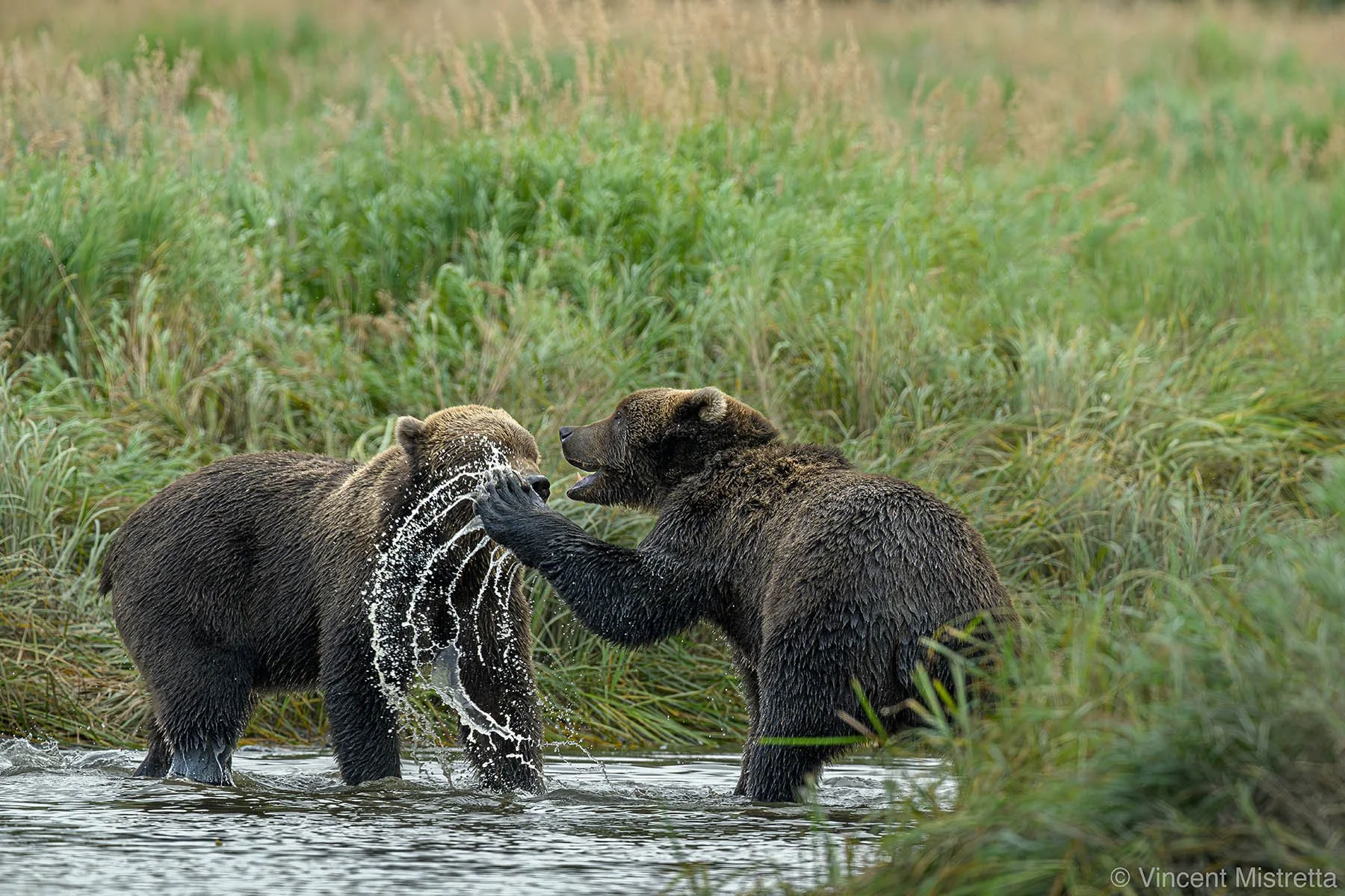 What a Wilderness Photographer Knows About Decision Making- Intro Series #4