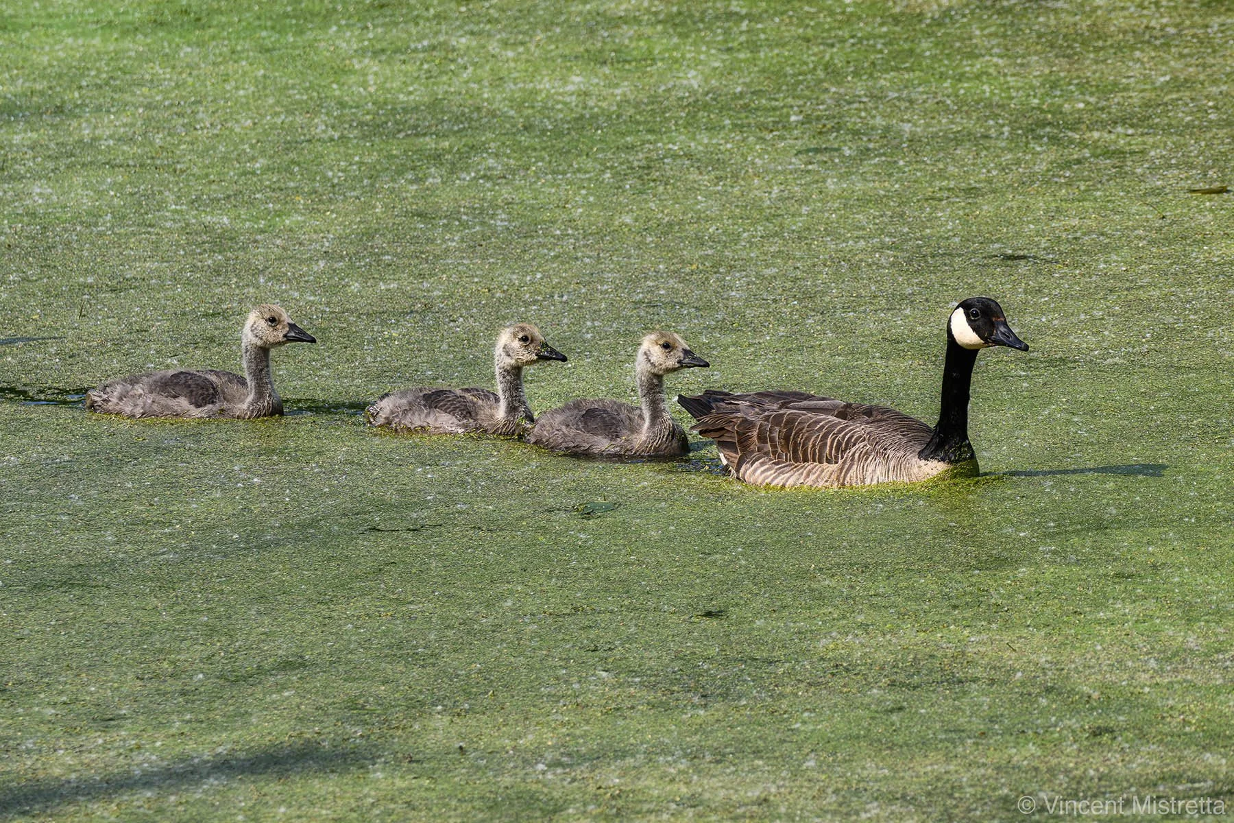 From Follower to Leader: The Transition No One Warns You About- Intro Series #5