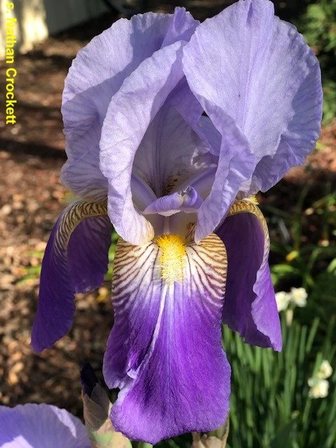 penelopepurple91.jpg