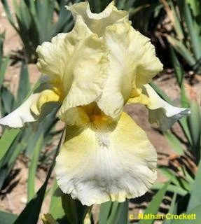 buttercupbaby9.jpg