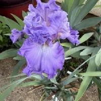 lingering lilac2.jpg