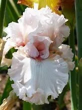 right of passage 2.jpg