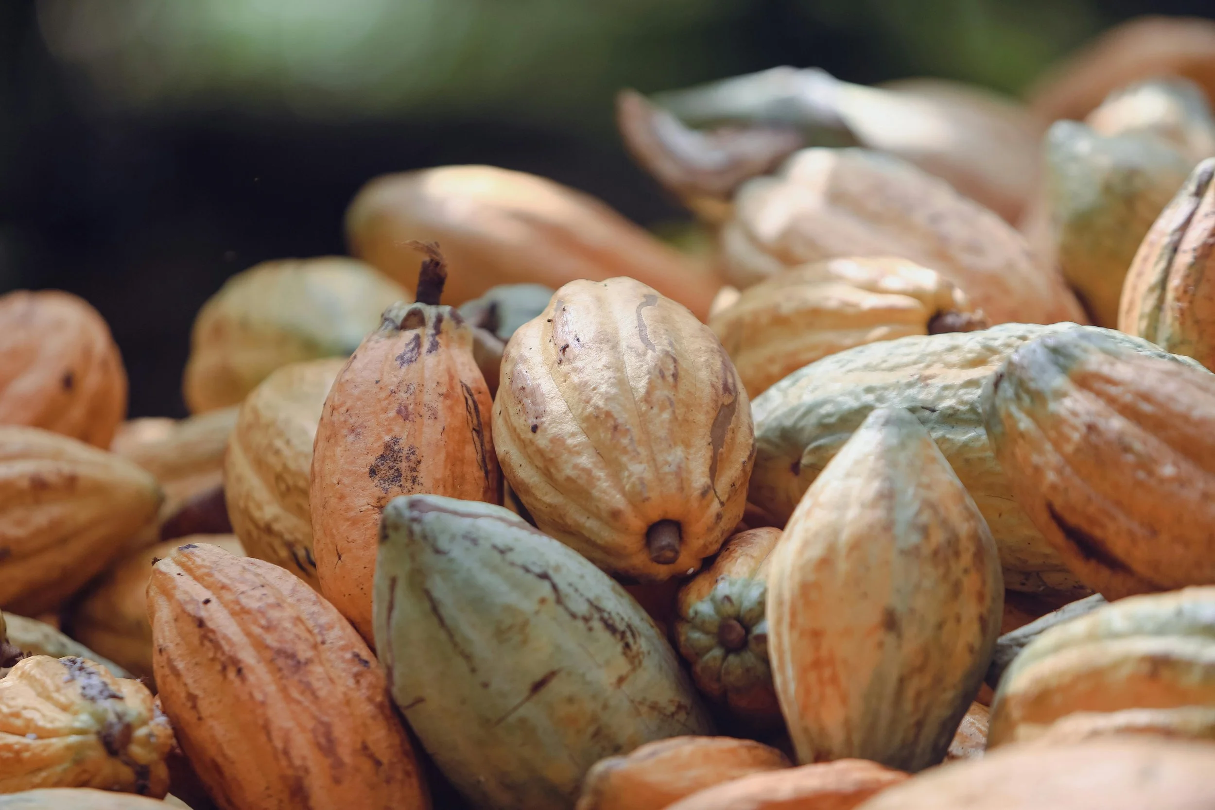 Seven EUDR commodities coffee cocoa wood cattle palm oil soy rubber for SME importers