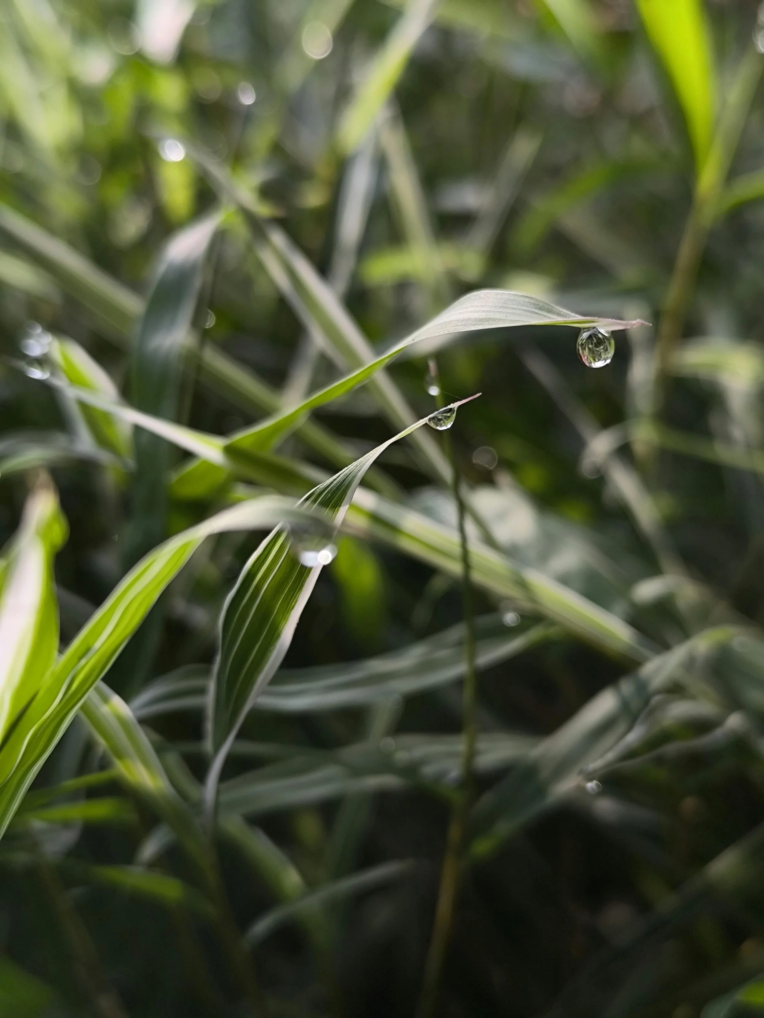 Nahaufnahme von Gräsern mit Wassertropfen auf den Blättern