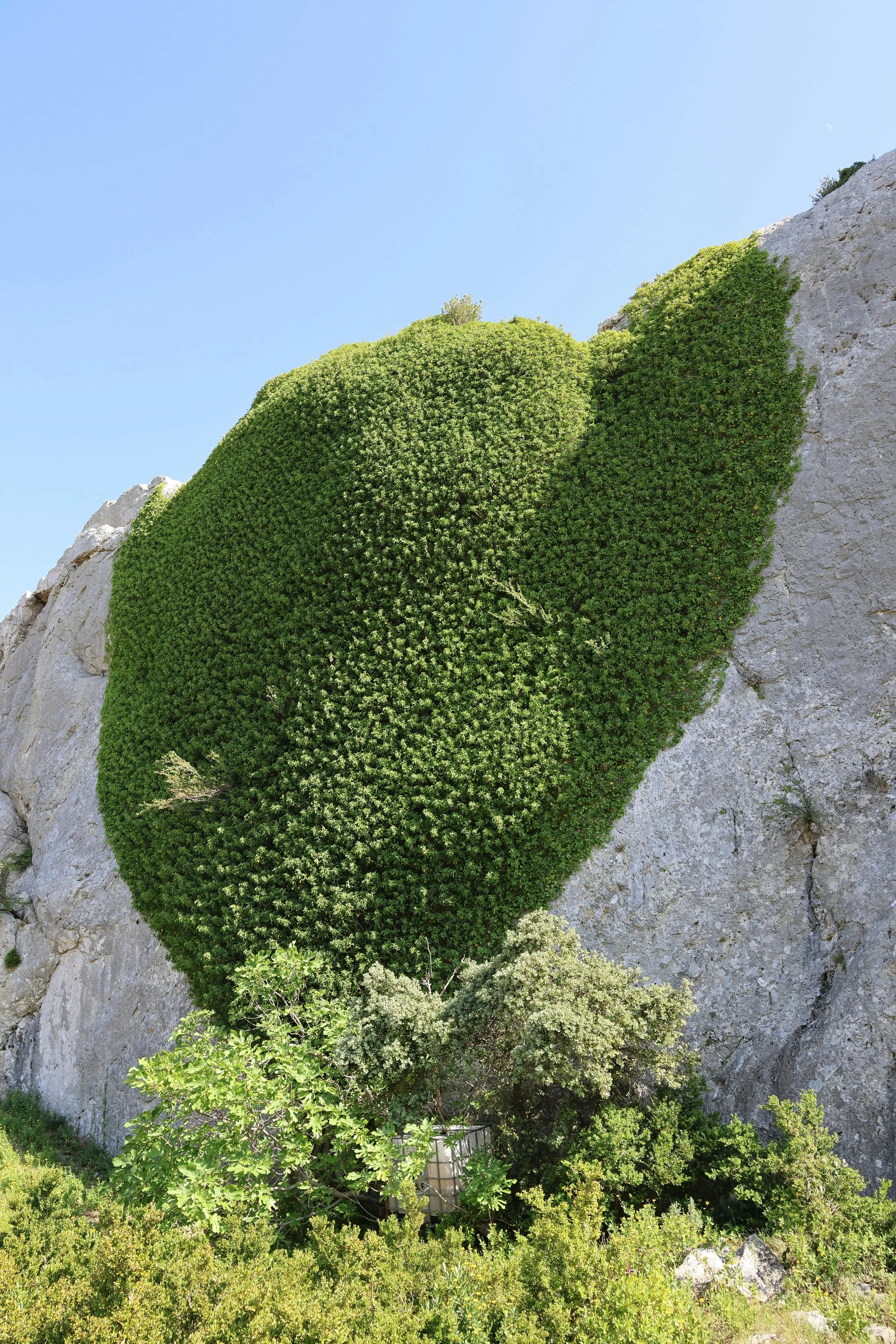 Begrünter Felsen vor blauem Himmel – Header für Compliance- und Nachhaltigkeitsberatung für Lebensmittelunternehmen