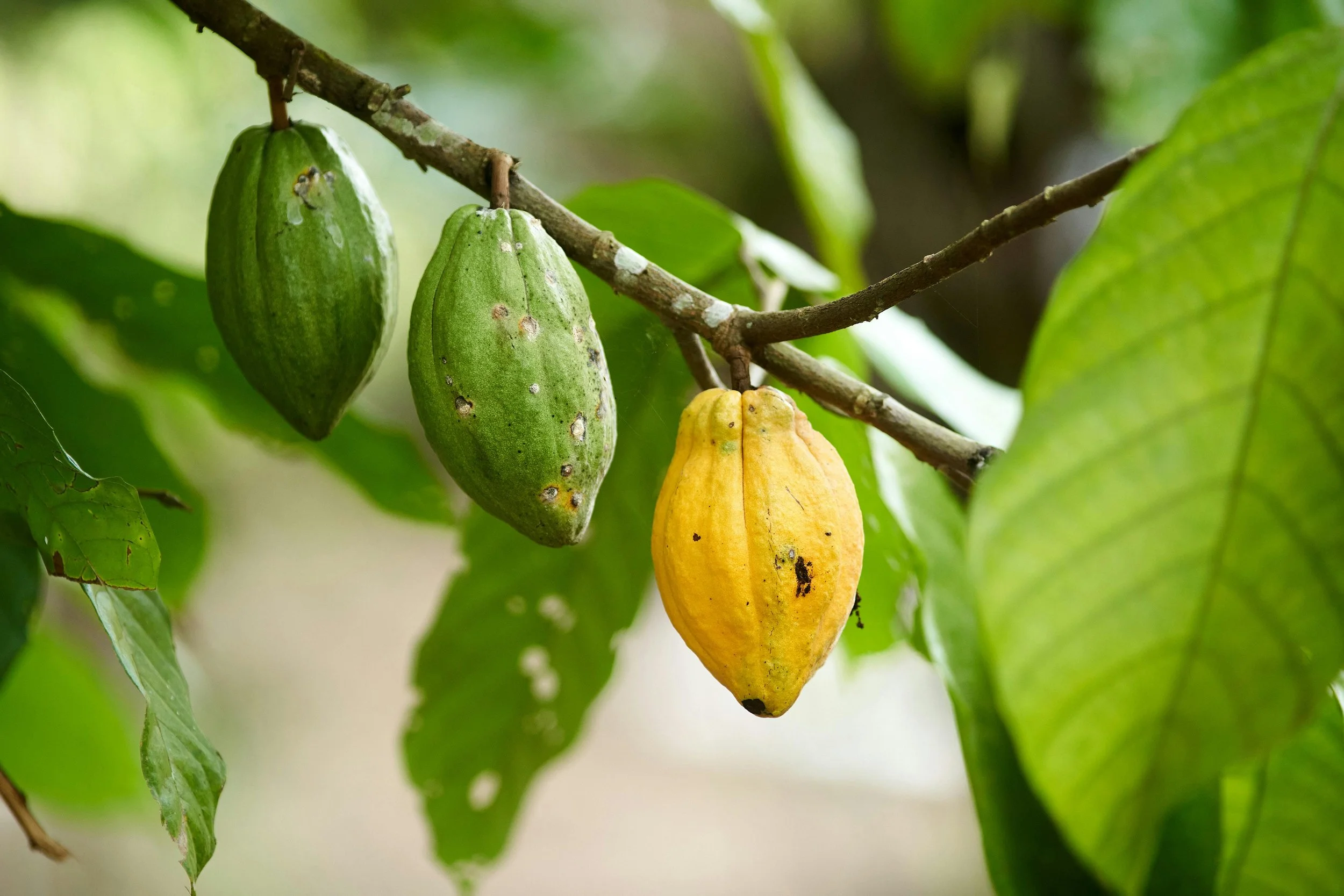 EU Deforestation Regulation EUDR commodities coffee cocoa wood for SME importers