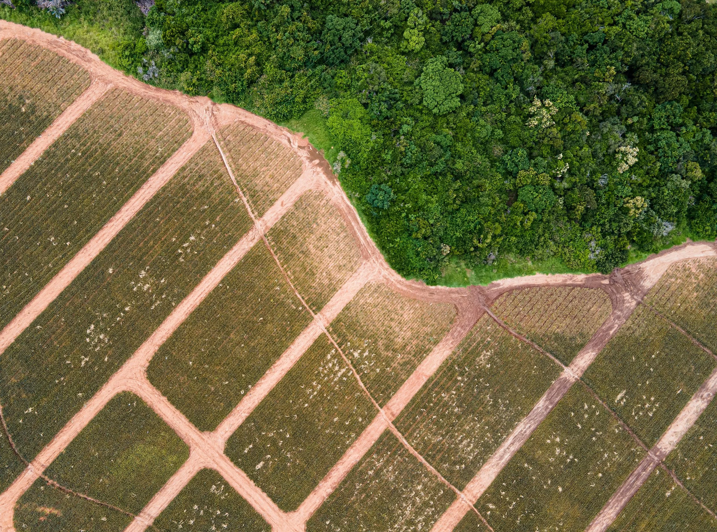 EU Deforestation Regulation EUDR 2026 compliance guide for small and mid-sized businesses