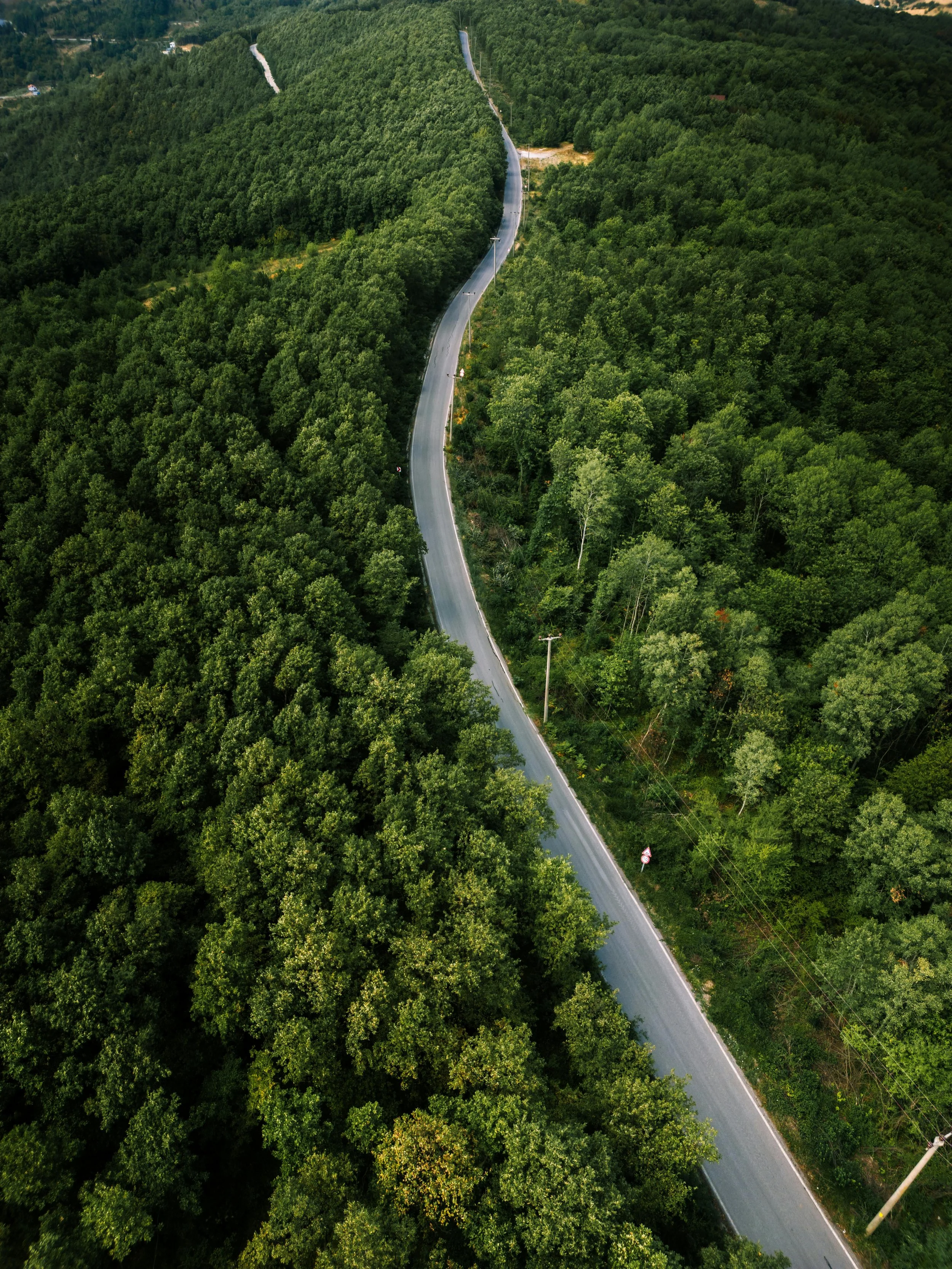 Waldlandschaft als Symbol für nachhaltige Lieferketten, verantwortungsvolle Beschaffung und Nachhaltigkeit in der Lebensmittelbranche und Ecovadis Bewertung