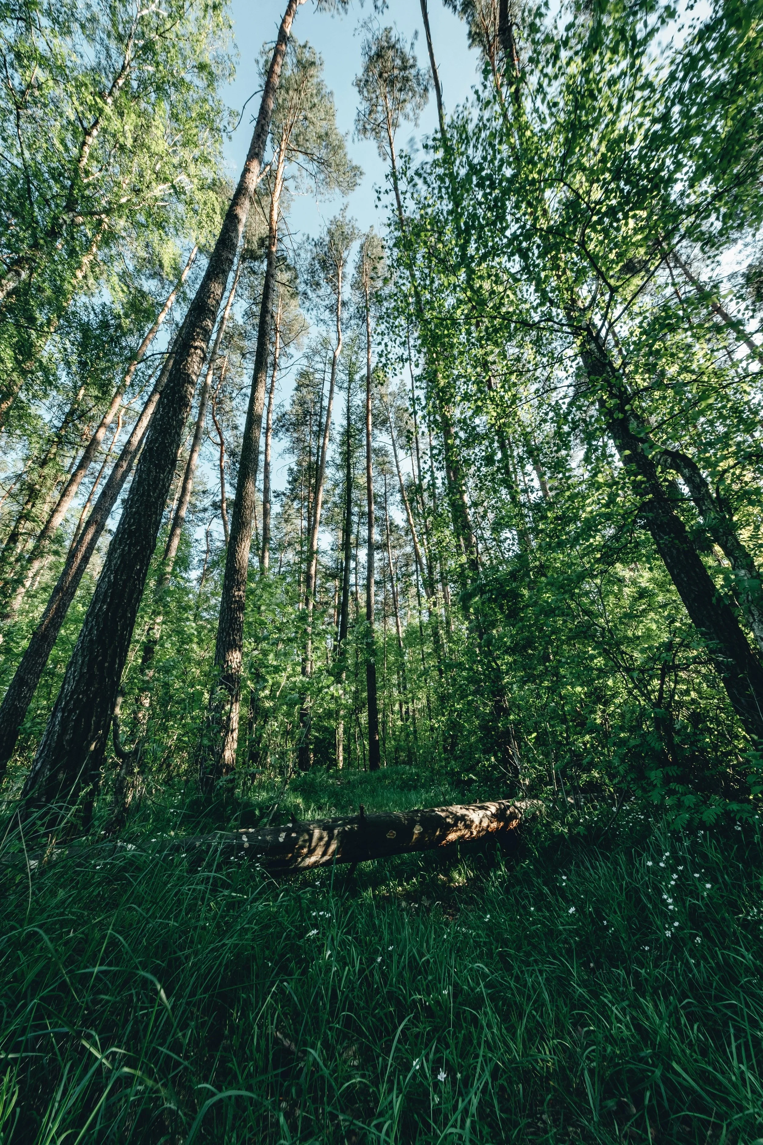 Blick in einen grünen Waldboden mit hohen Bäumen und genauem Blick nach oben zur blauen Himmel. Sonnenlicht fällt durch die Baumkronen.