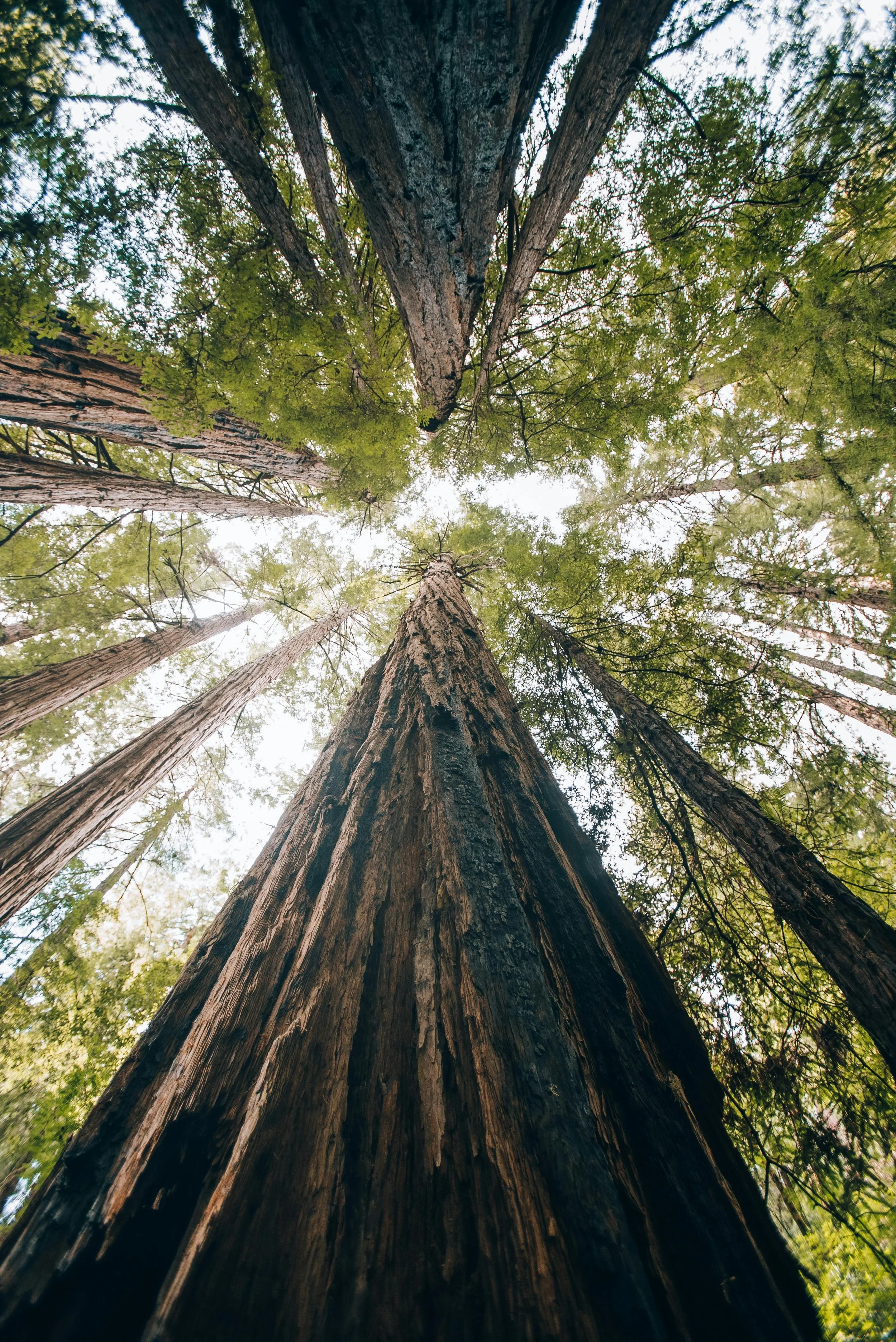 Wald von unten — Symbol für nachhaltige Lebensmittelproduktion und ESG-Strategien
